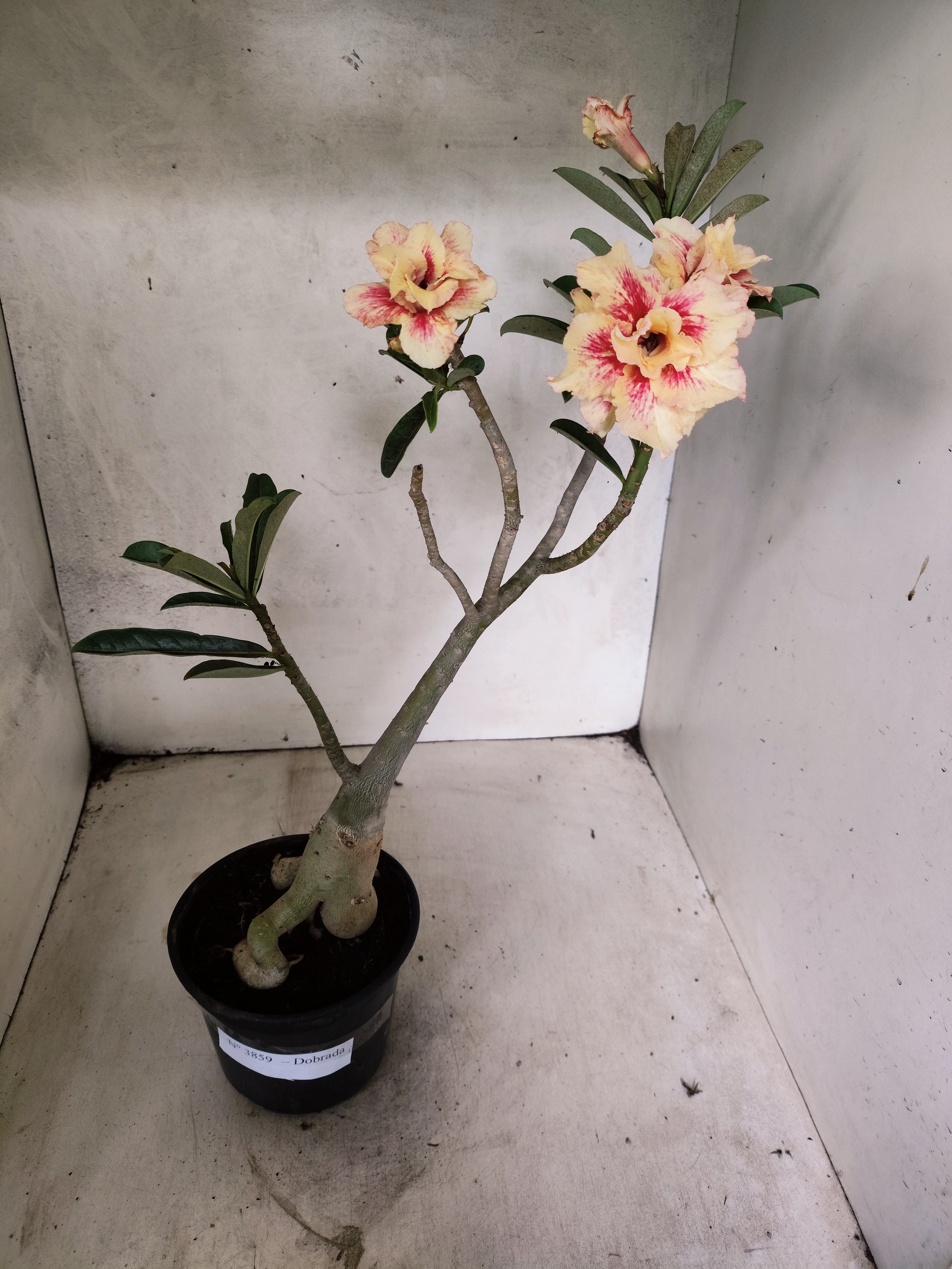 Planta Dobrada 3859 – 35cm – 03 anos