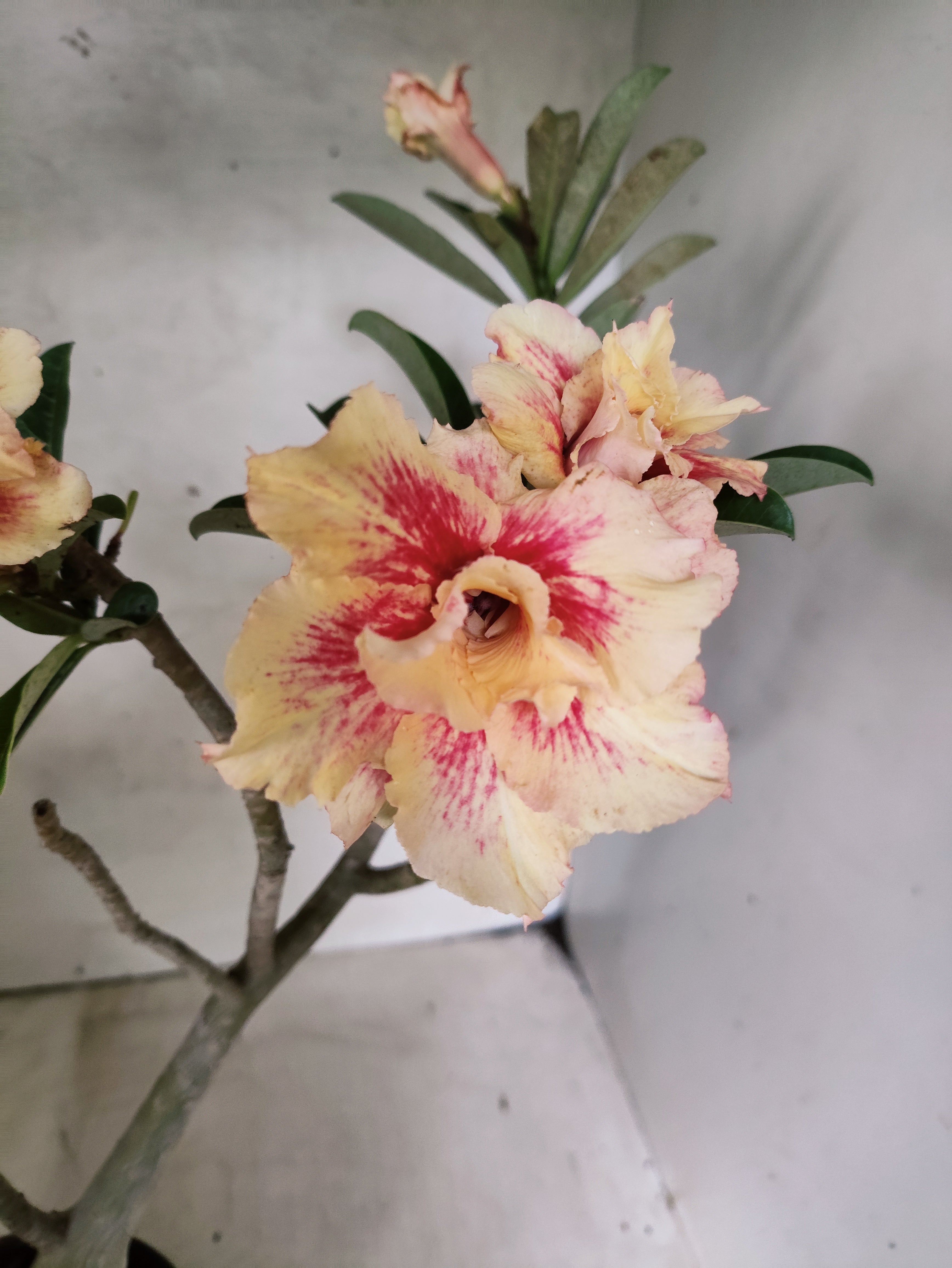 Planta Dobrada 3859 – 35cm – 03 anos