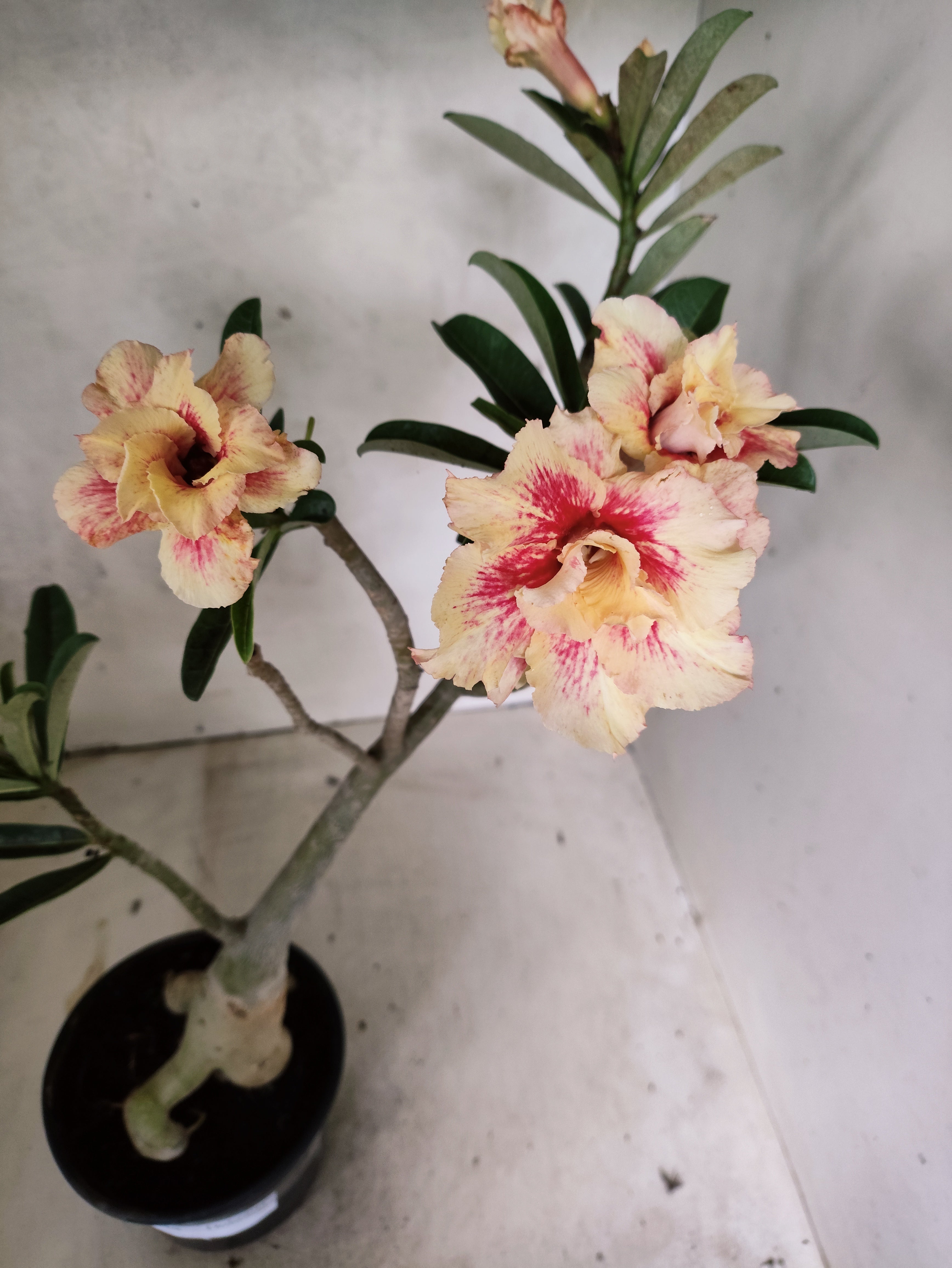 Planta Dobrada 3859 – 35cm – 03 anos