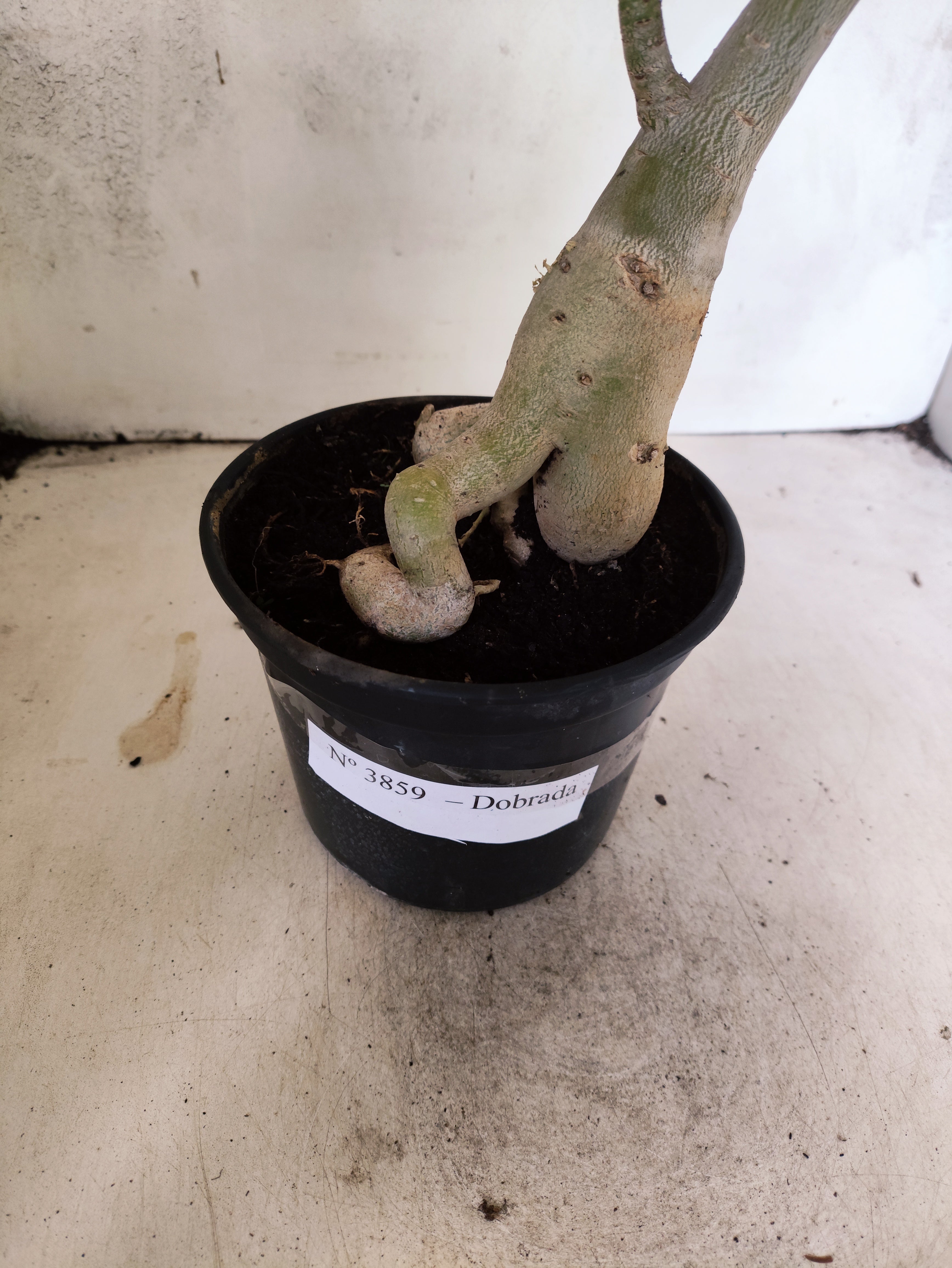 Planta Dobrada 3859 – 35cm – 03 anos