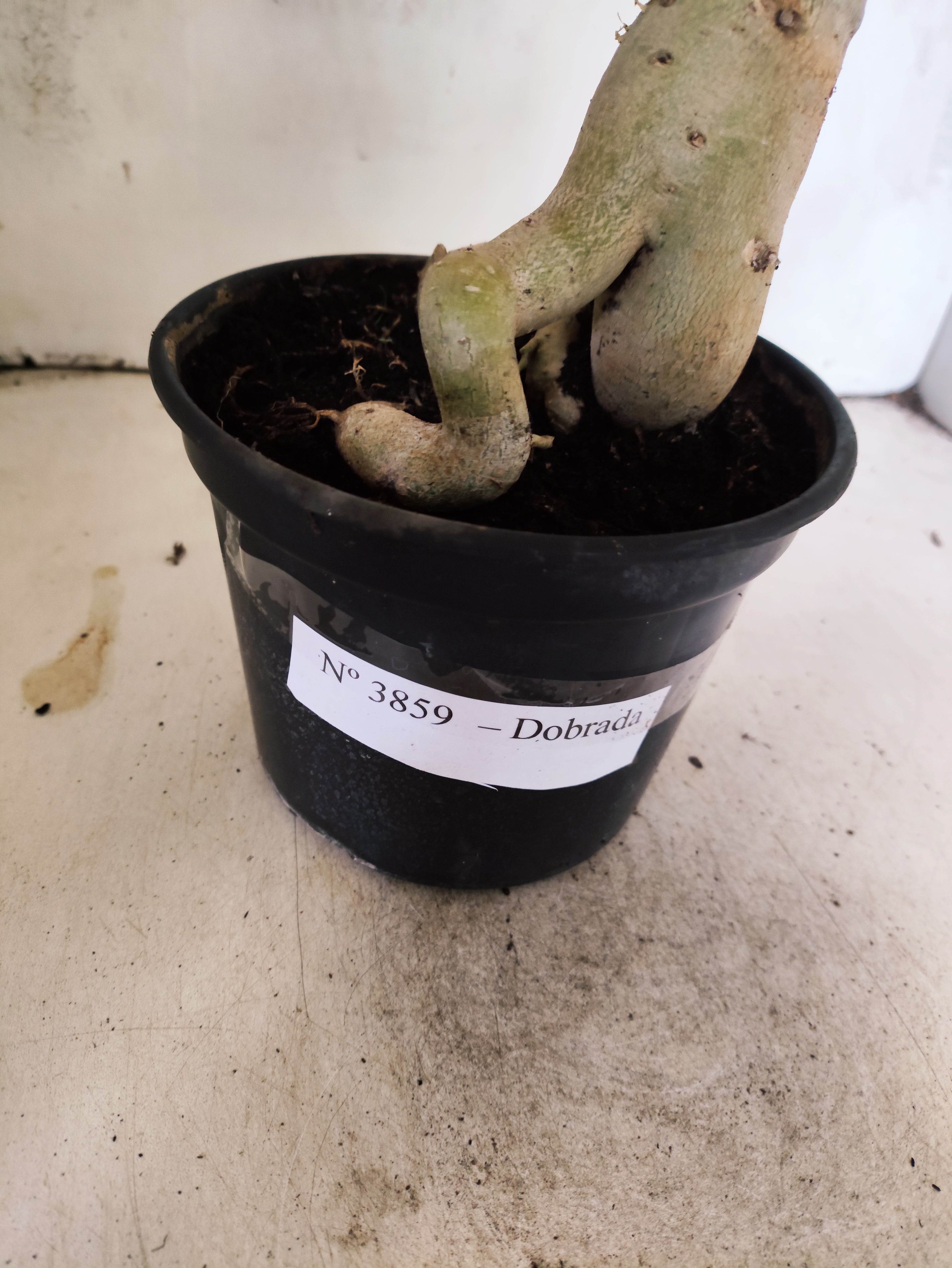 Planta Dobrada 3859 – 35cm – 03 anos