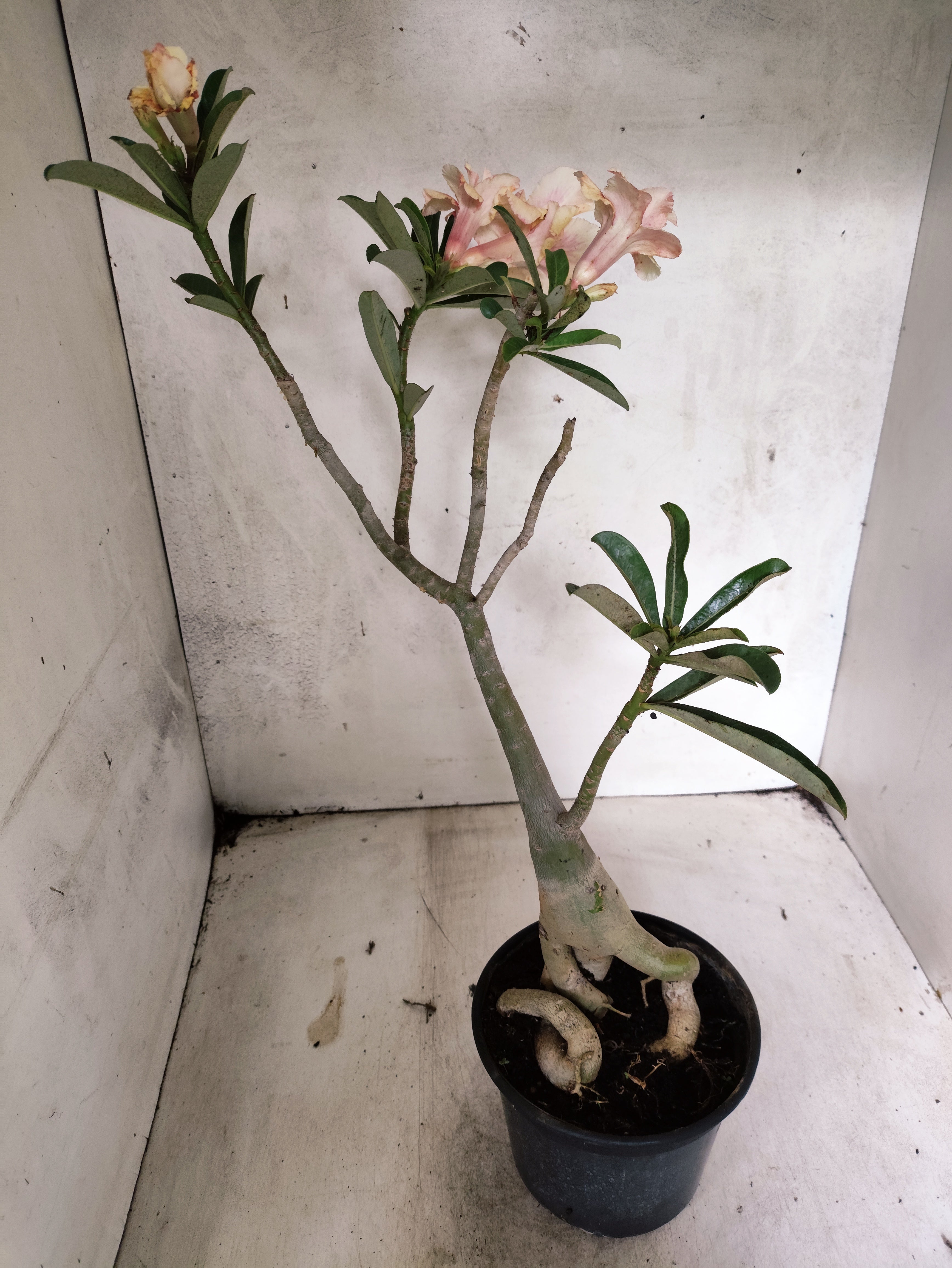 Planta Dobrada 3859 – 35cm – 03 anos