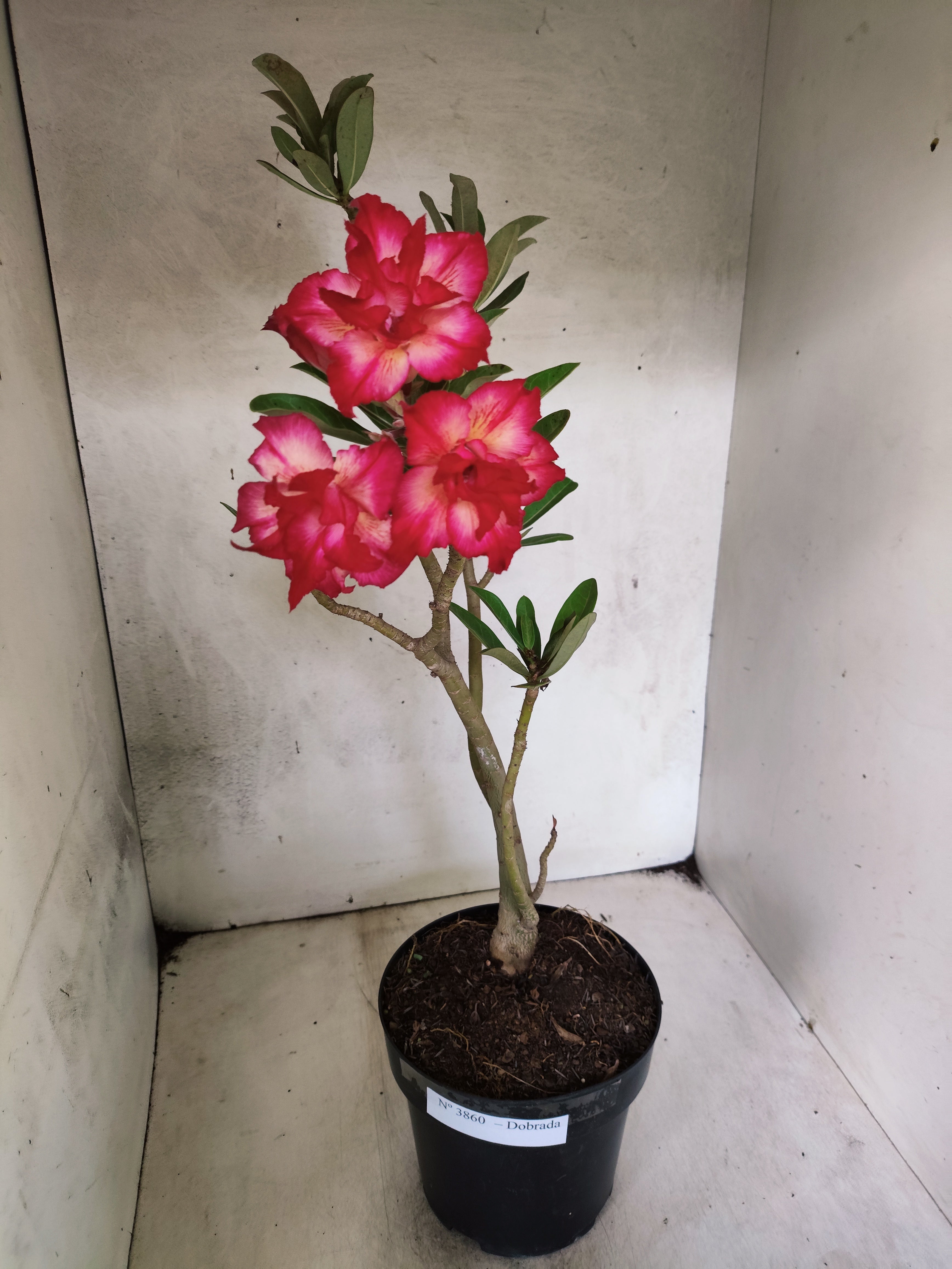 Planta Dobrada 3860 – 45cm – 03 anos