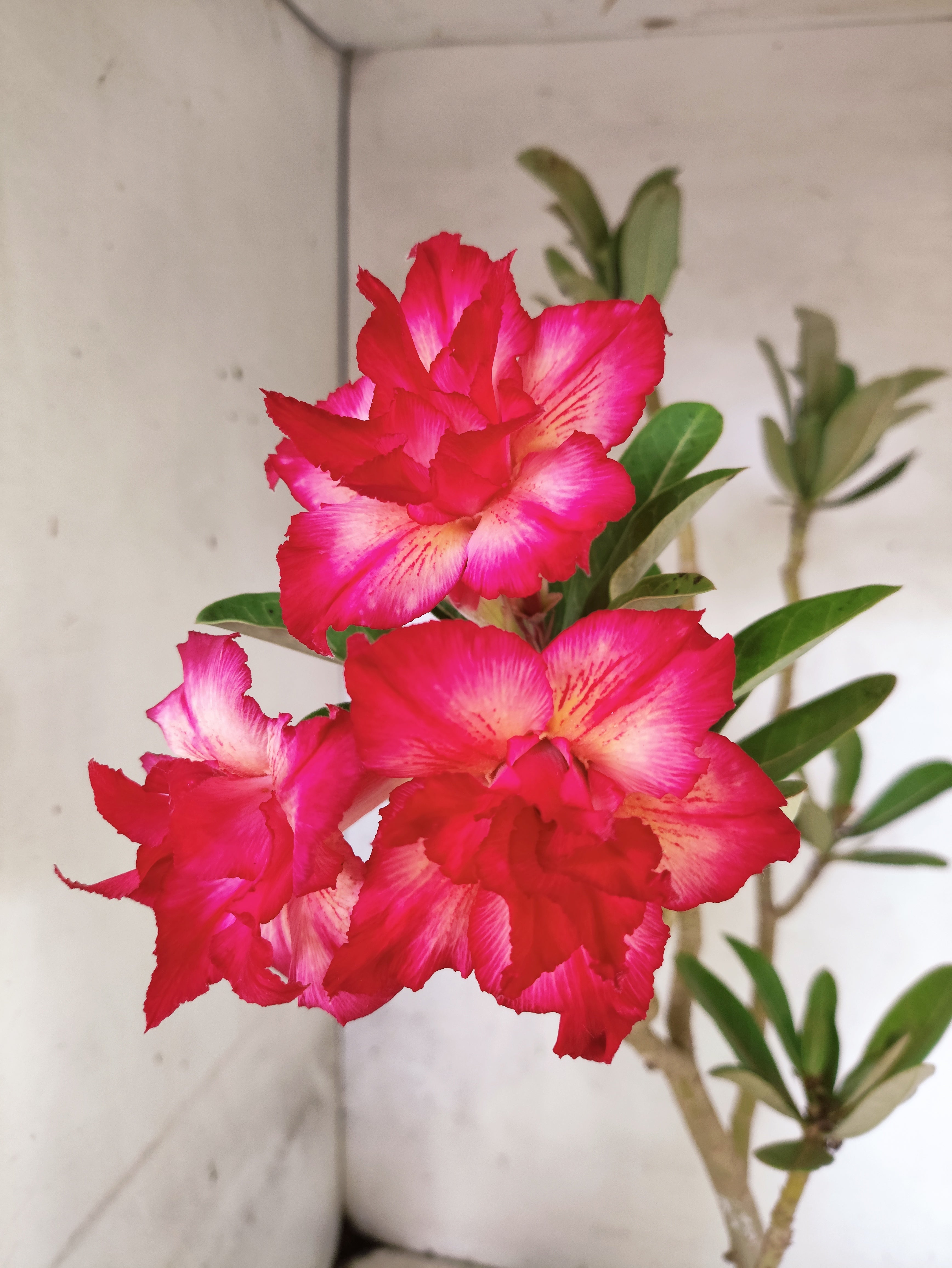Planta Dobrada 3860 – 45cm – 03 anos
