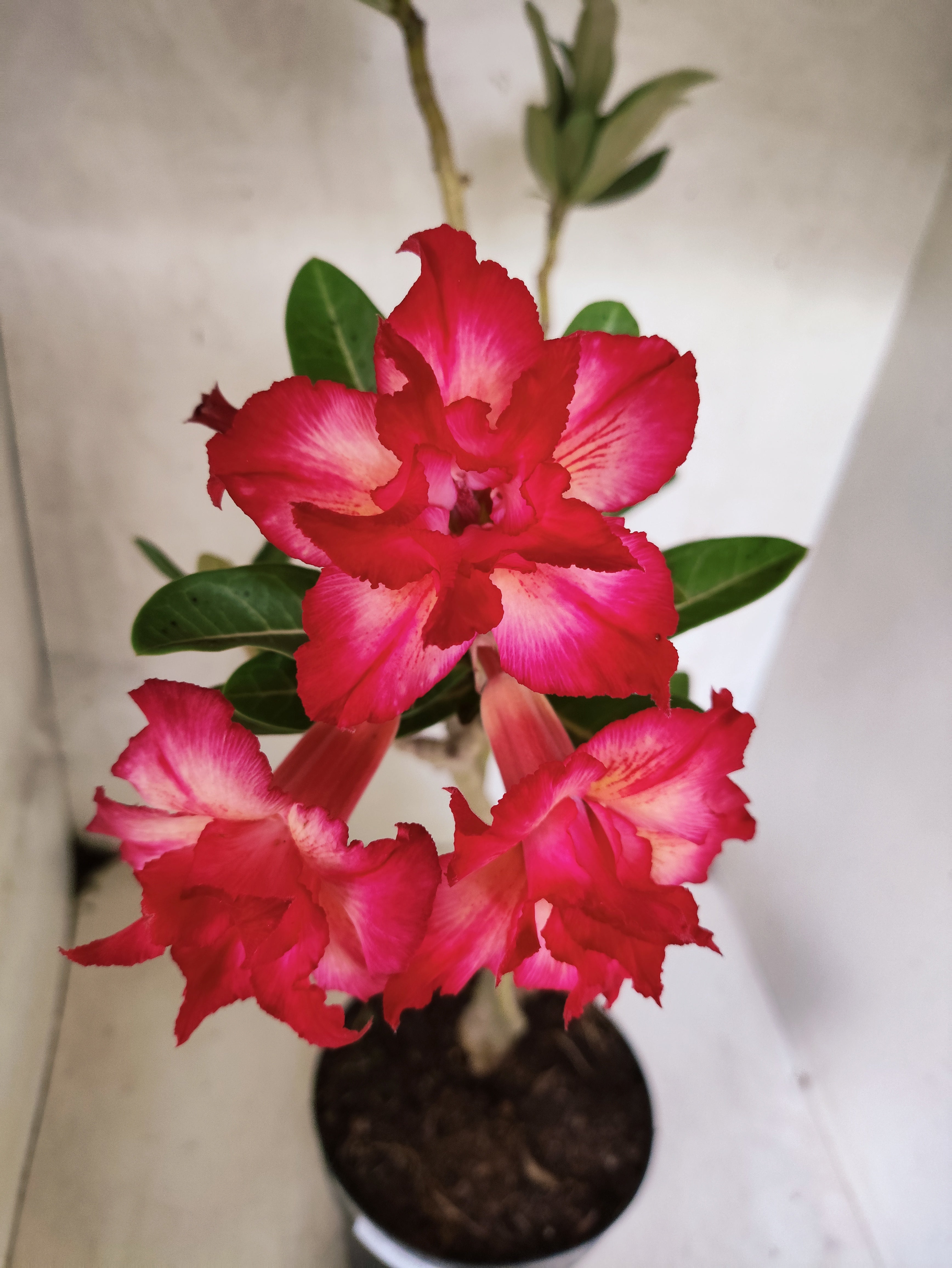 Planta Dobrada 3860 – 45cm – 03 anos