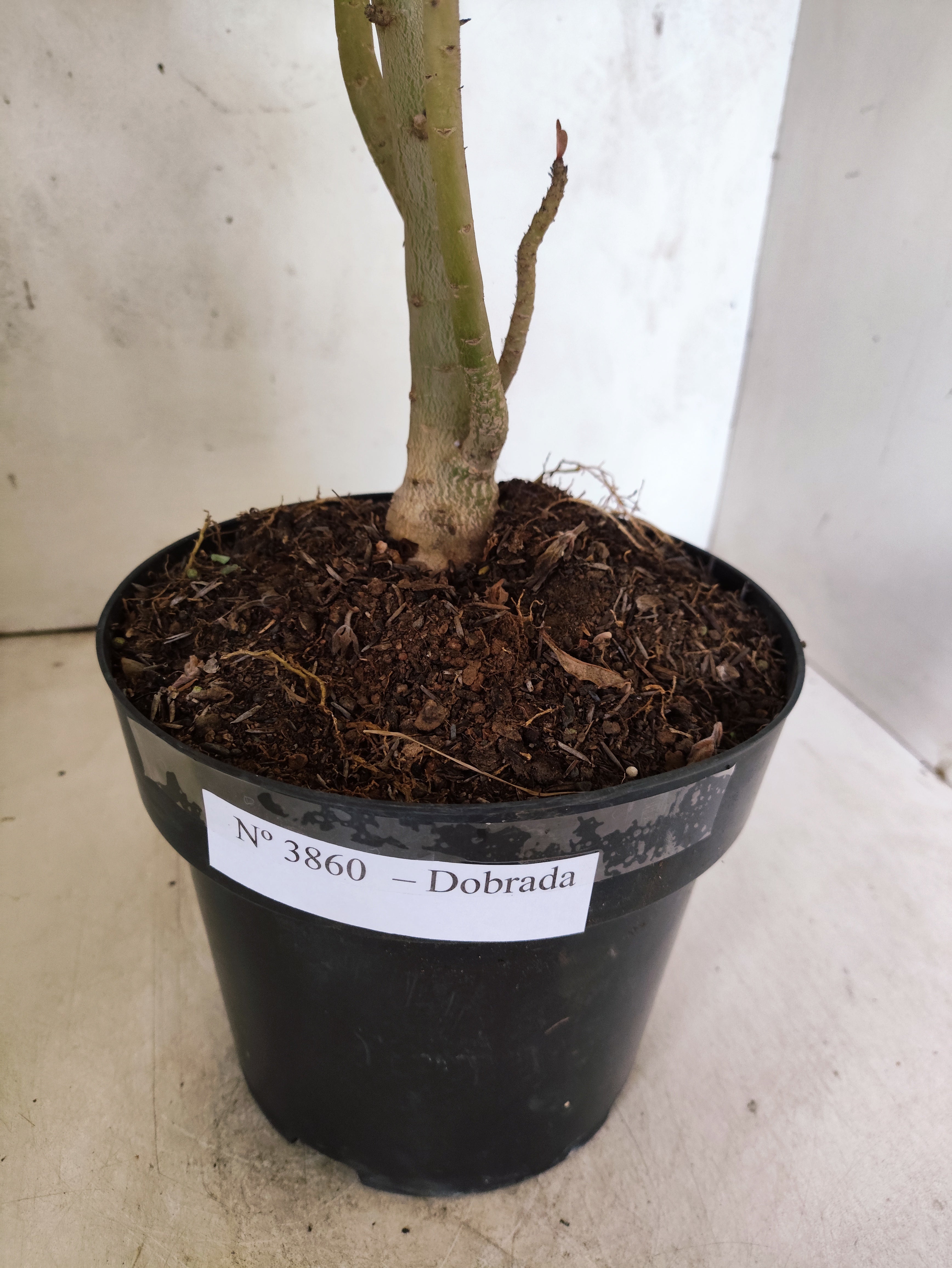 Planta Dobrada 3860 – 45cm – 03 anos