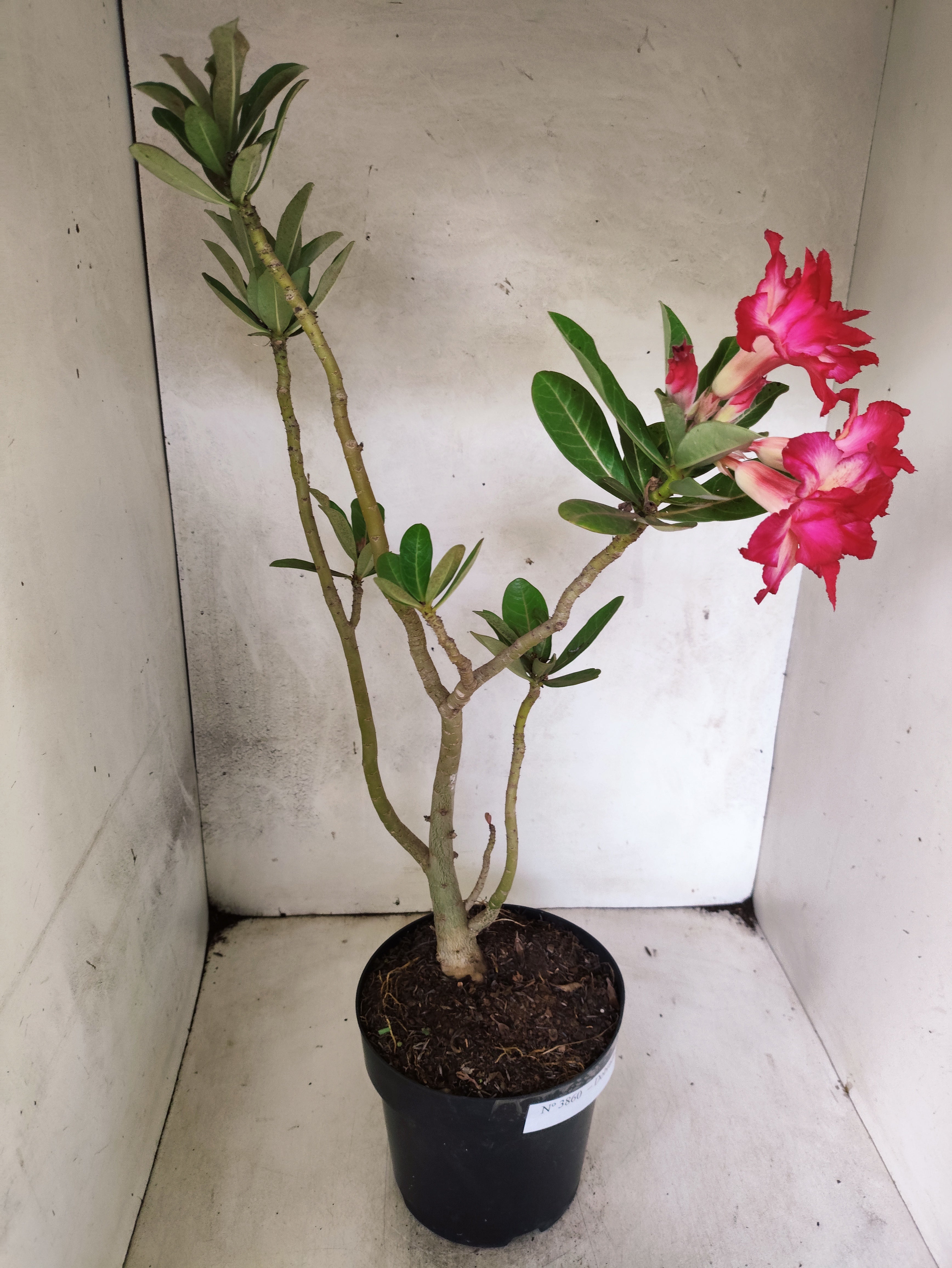 Planta Dobrada 3860 – 45cm – 03 anos