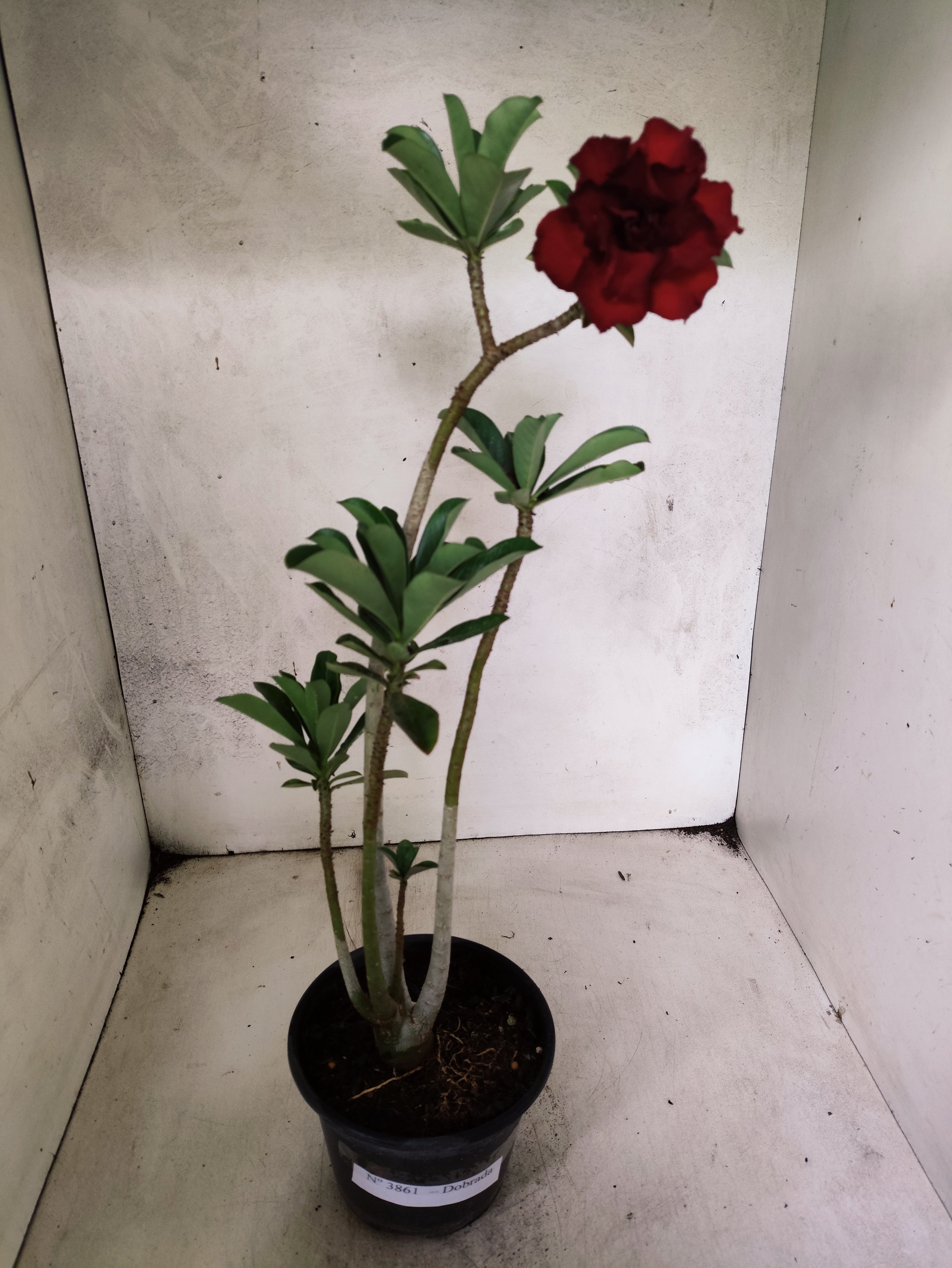 Planta Dobrada 3861 – 35cm – 03 anos