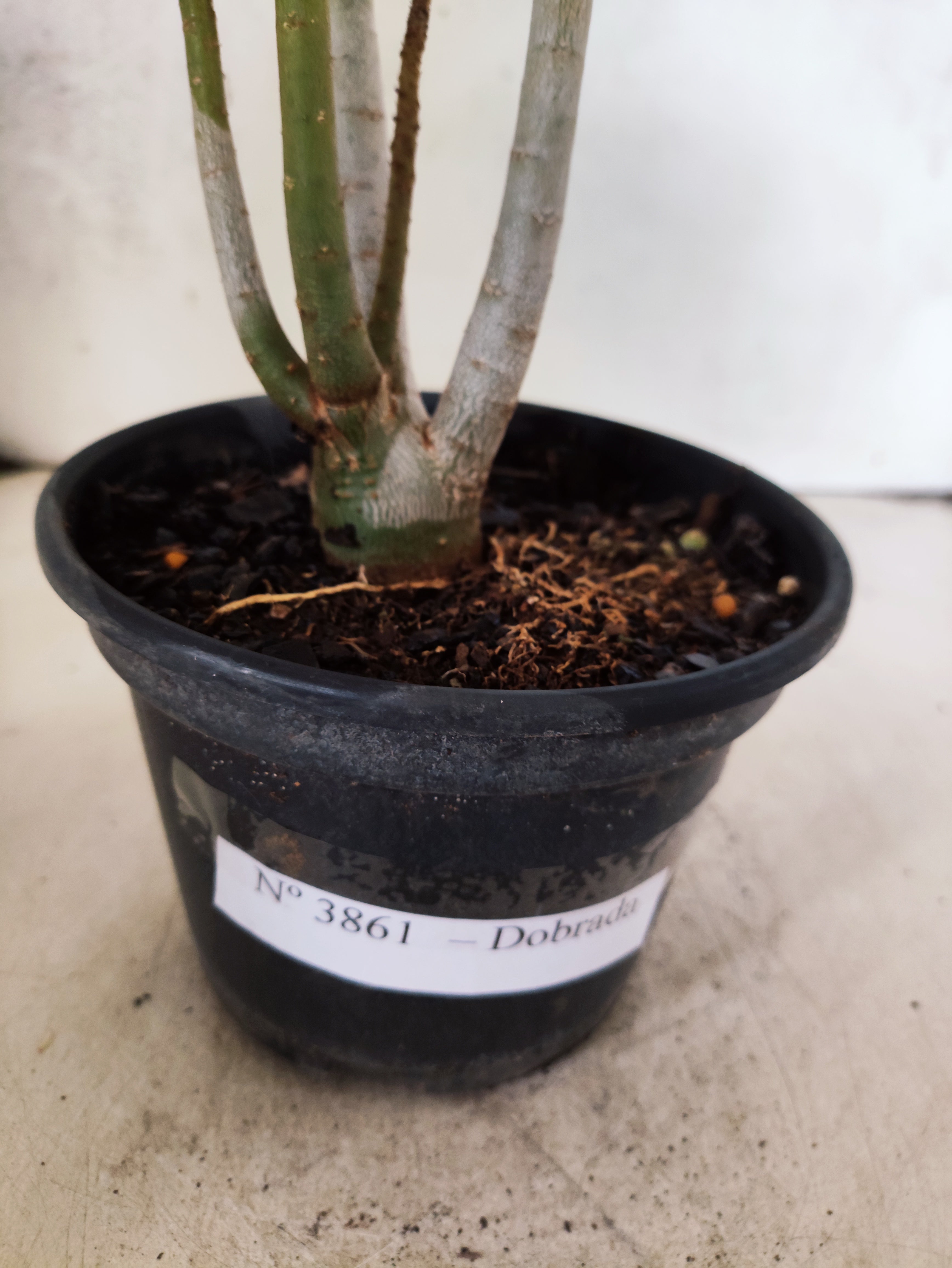 Planta Dobrada 3861 – 35cm – 03 anos