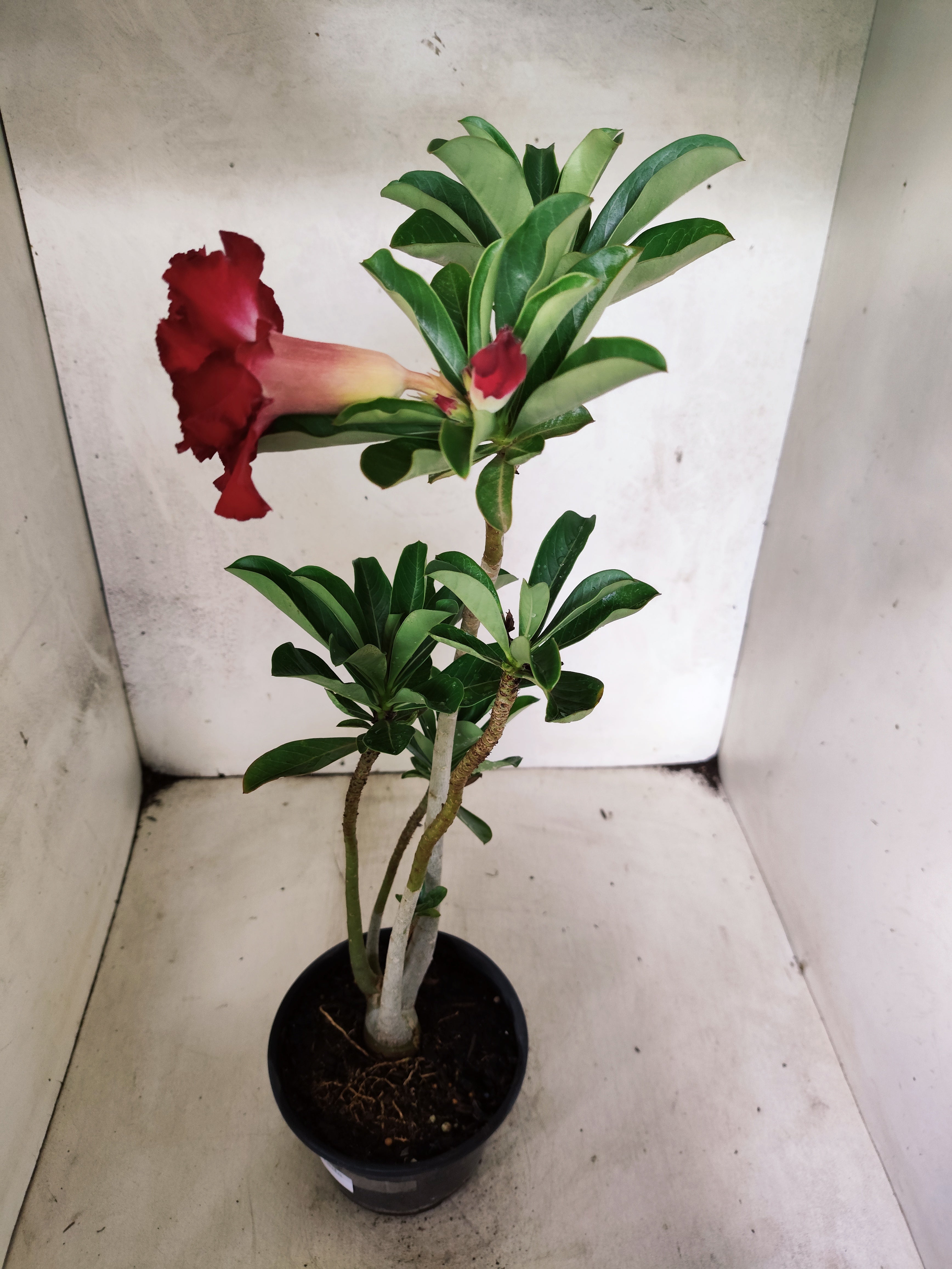 Planta Dobrada 3861 – 35cm – 03 anos