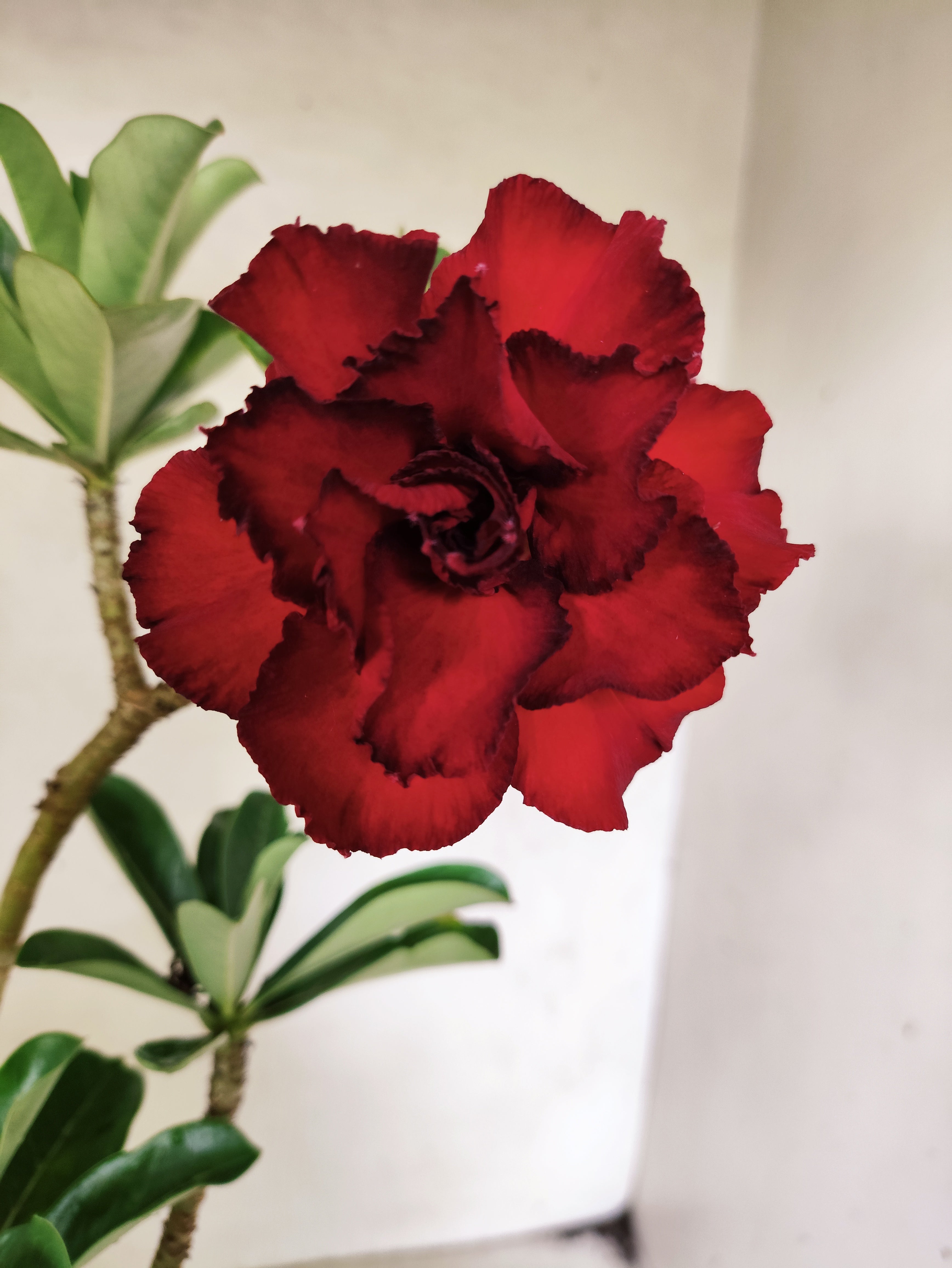 Planta Dobrada 3861 – 35cm – 03 anos