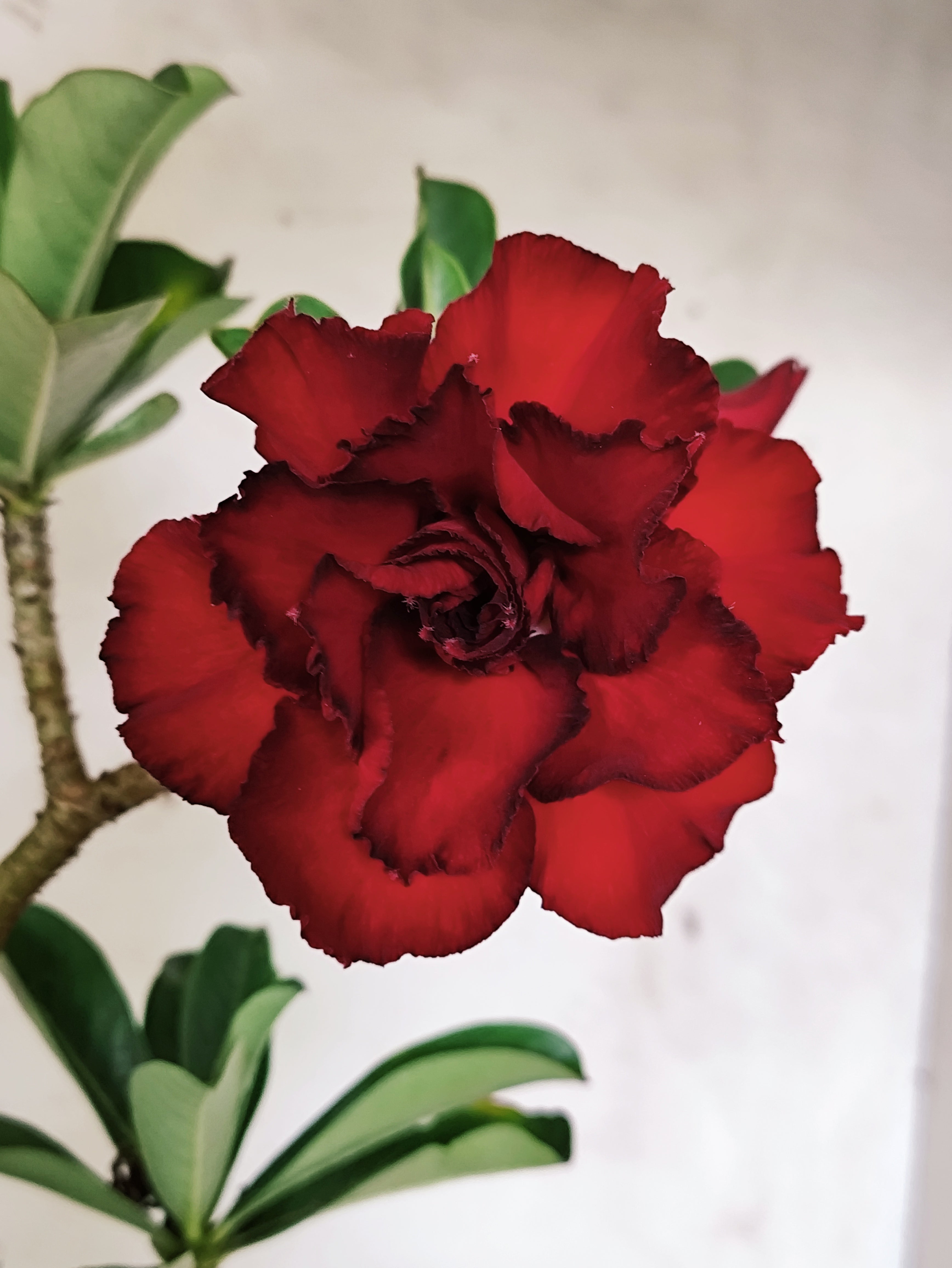 Planta Dobrada 3861 – 35cm – 03 anos