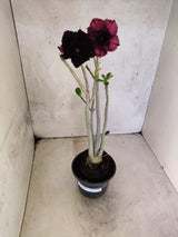 Planta Dobrada 3864 – 35cm – 03 anos