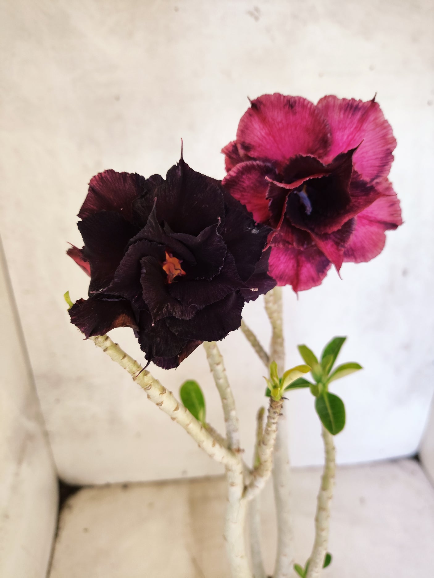 Planta Dobrada 3864 – 35cm – 03 anos