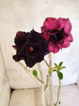 Planta Dobrada 3864 – 35cm – 03 anos