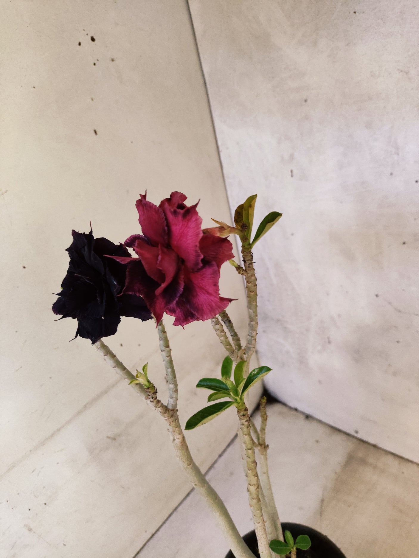 Planta Dobrada 3864 – 35cm – 03 anos