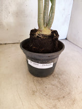 Planta Dobrada 3864 – 35cm – 03 anos