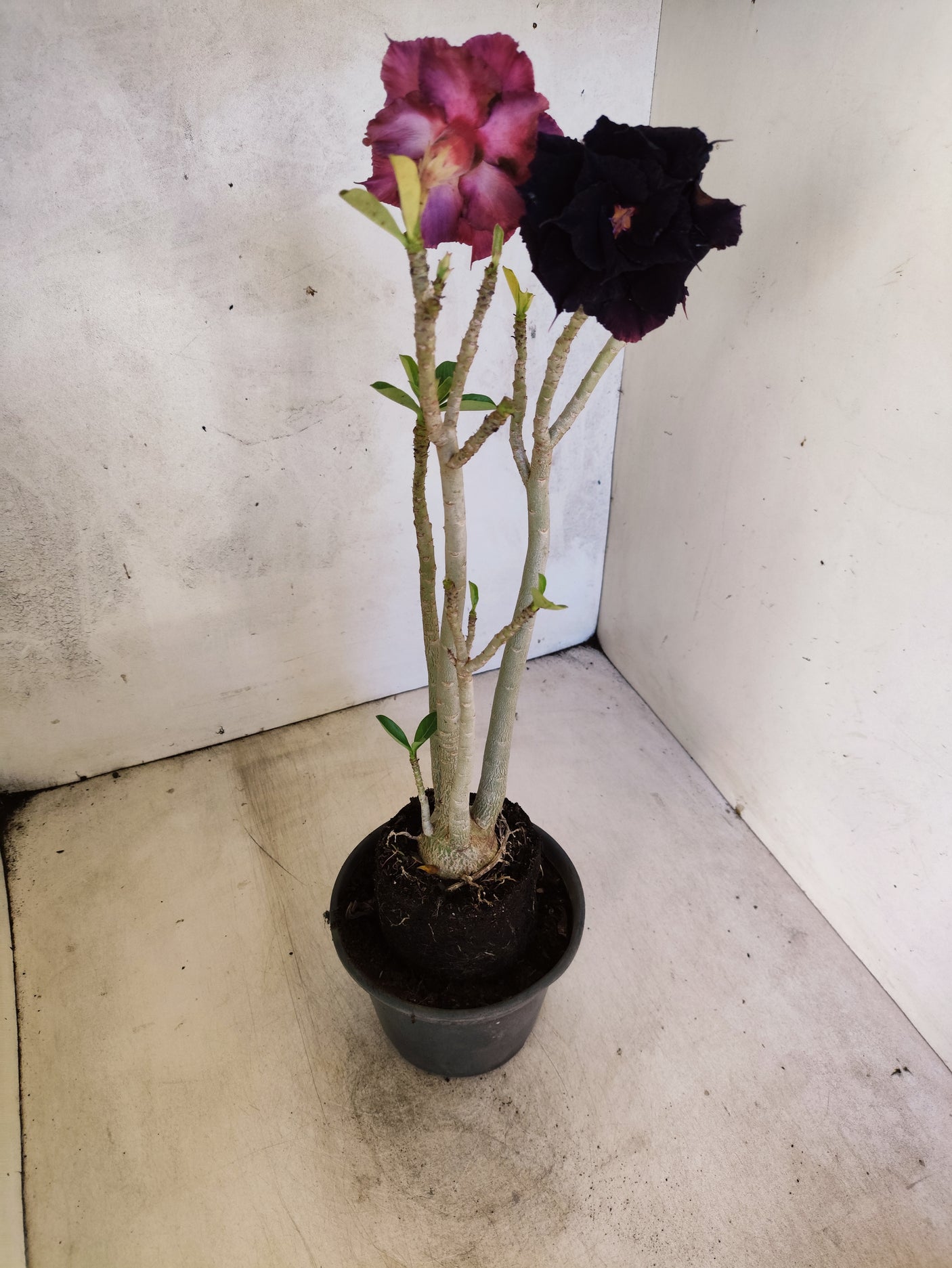 Planta Dobrada 3864 – 35cm – 03 anos