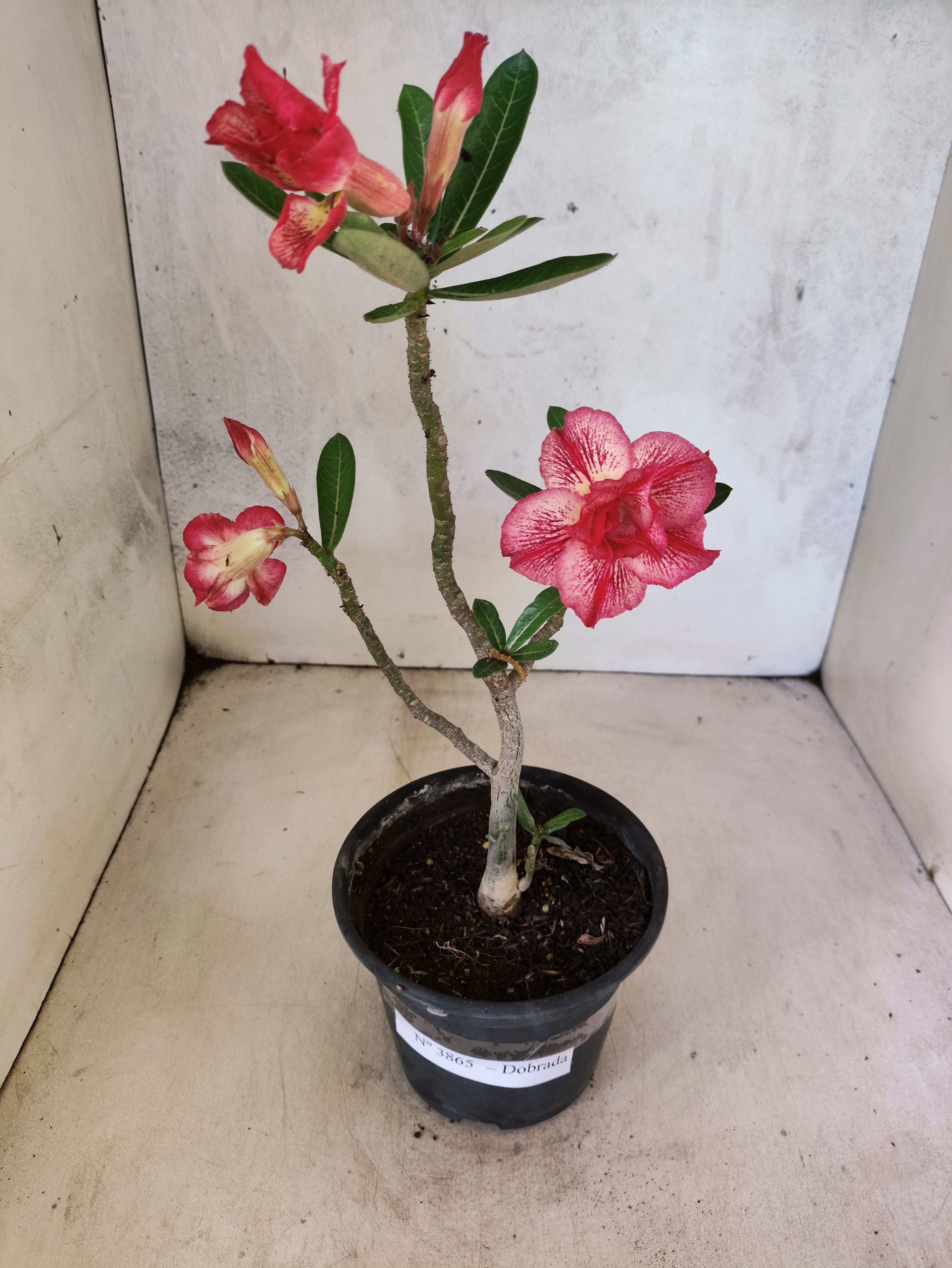 Planta Dobrada 3865 – 30cm – 02 anos