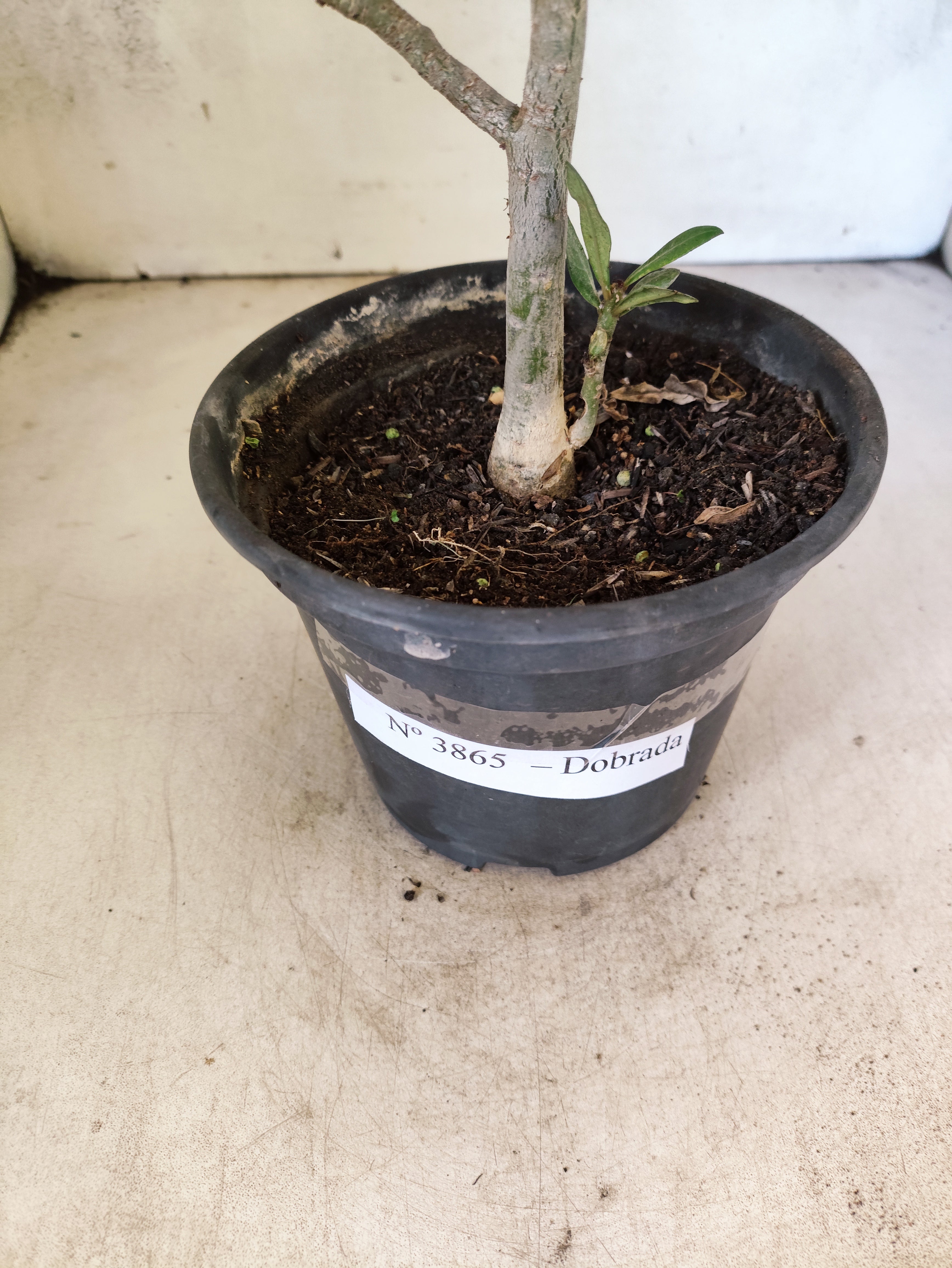 Planta Dobrada 3865 – 30cm – 02 anos