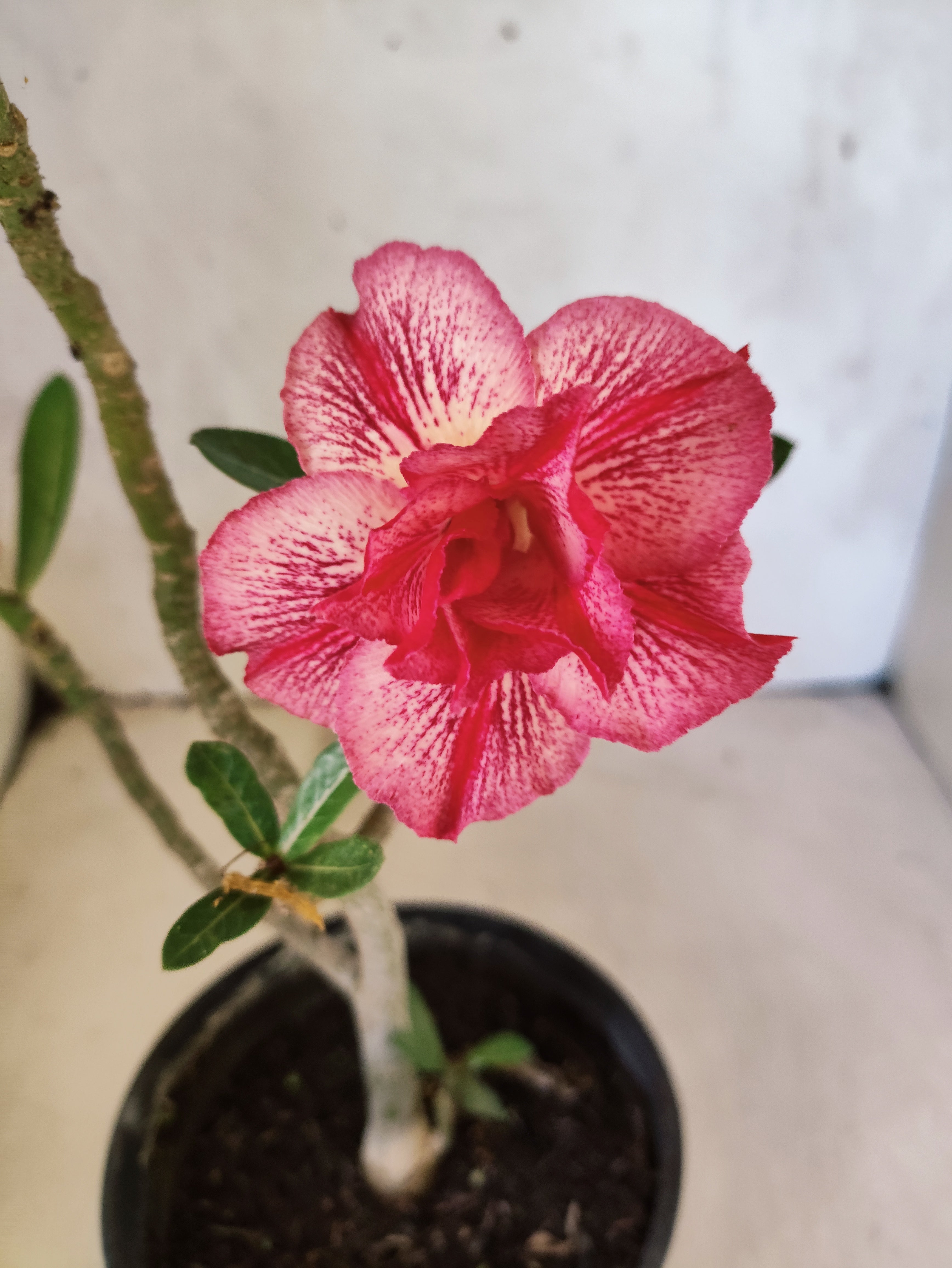 Planta Dobrada 3865 – 30cm – 02 anos