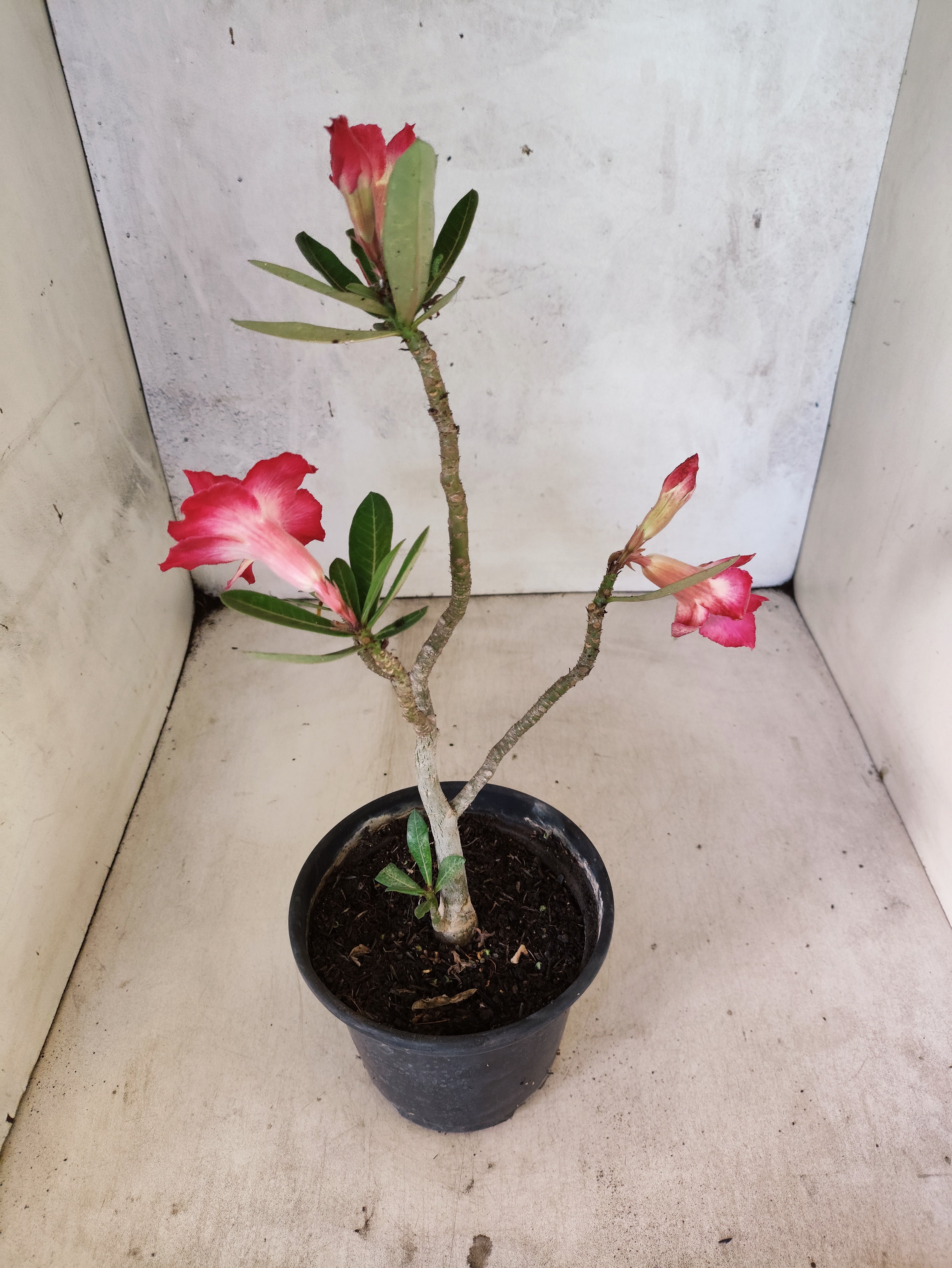 Planta Dobrada 3865 – 30cm – 02 anos
