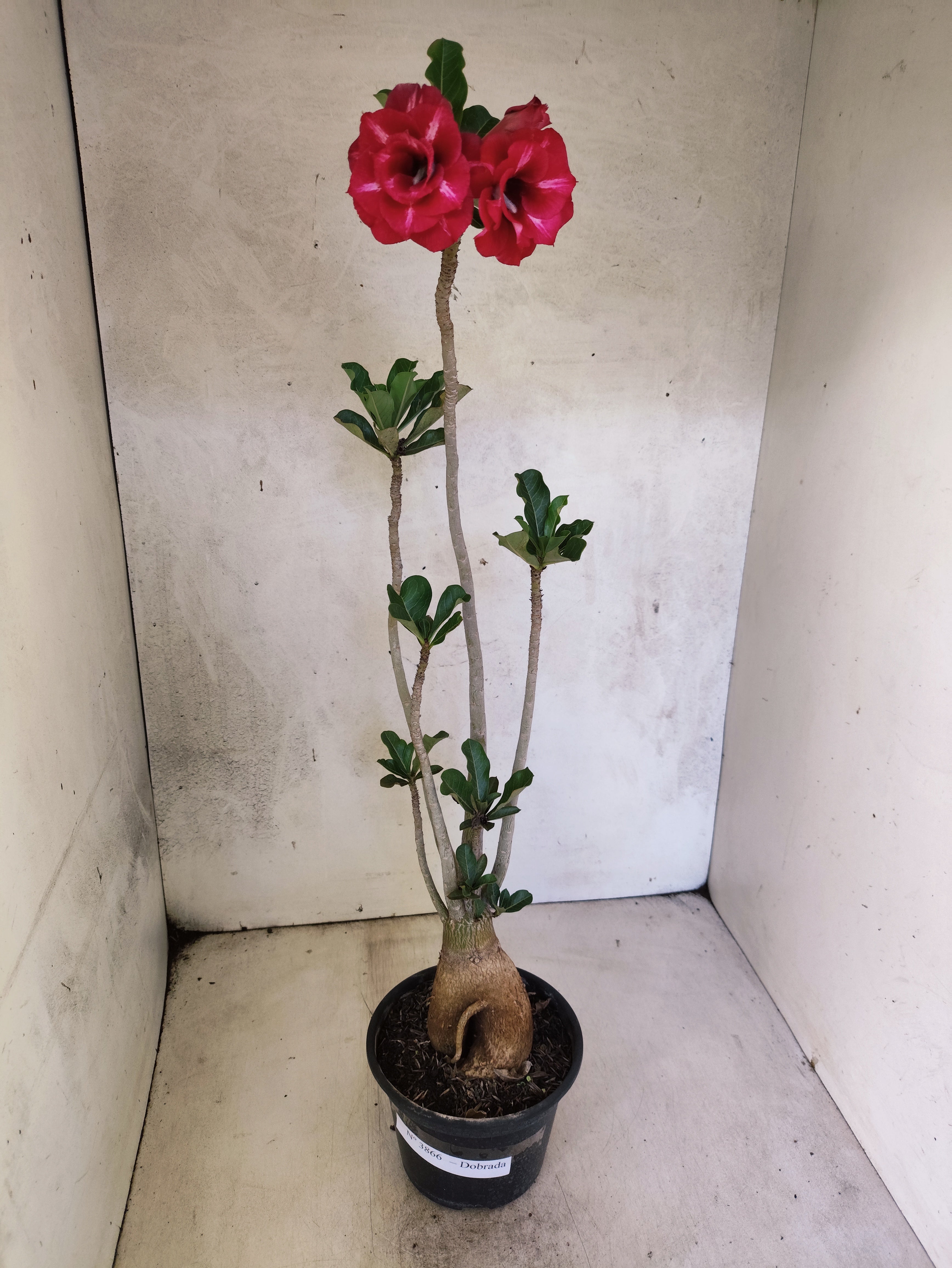 Planta Dobrada 3866 – 35cm – 03 anos