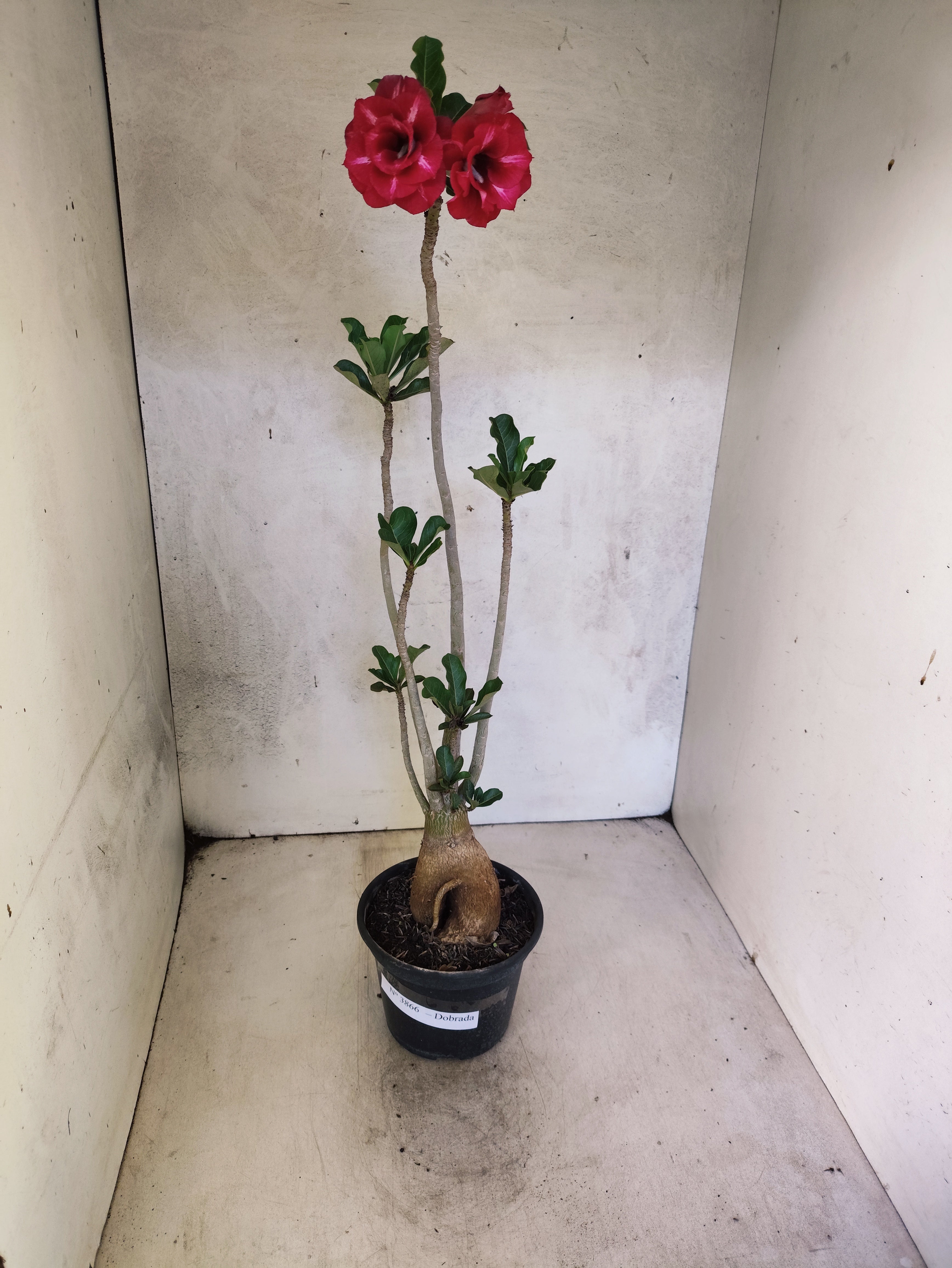 Planta Dobrada 3866 – 35cm – 03 anos