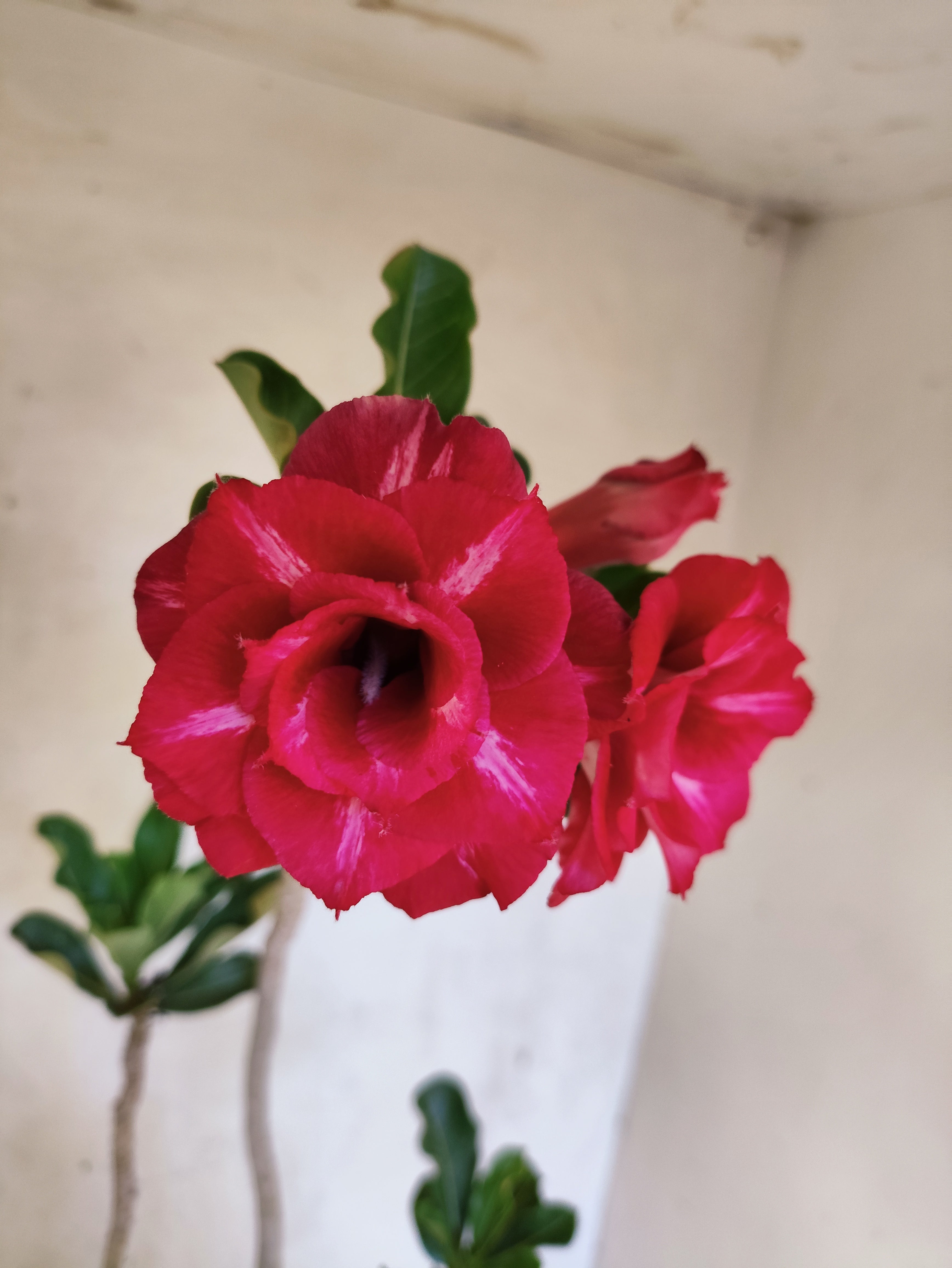 Planta Dobrada 3866 – 35cm – 03 anos