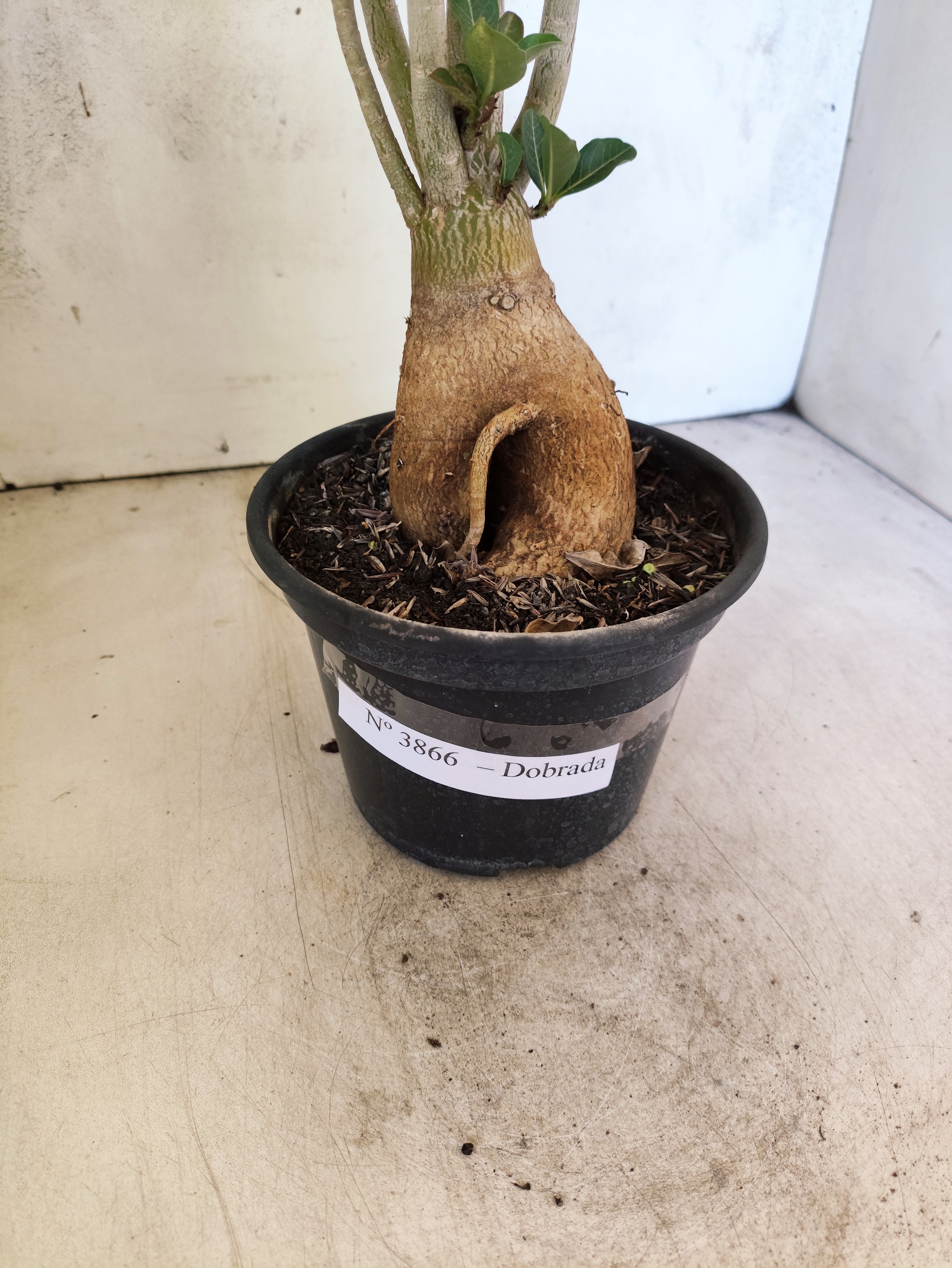 Planta Dobrada 3866 – 35cm – 03 anos