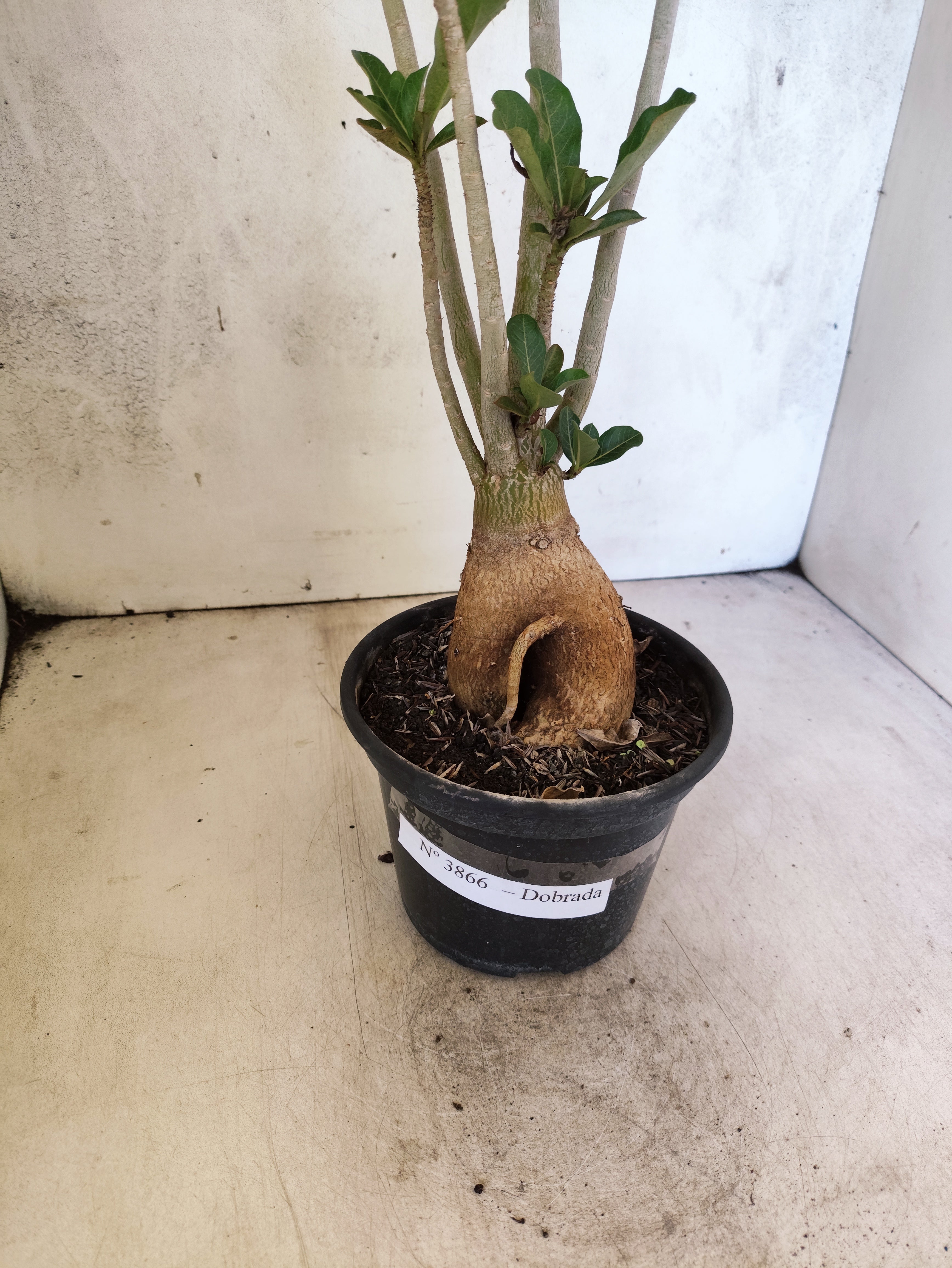 Planta Dobrada 3866 – 35cm – 03 anos