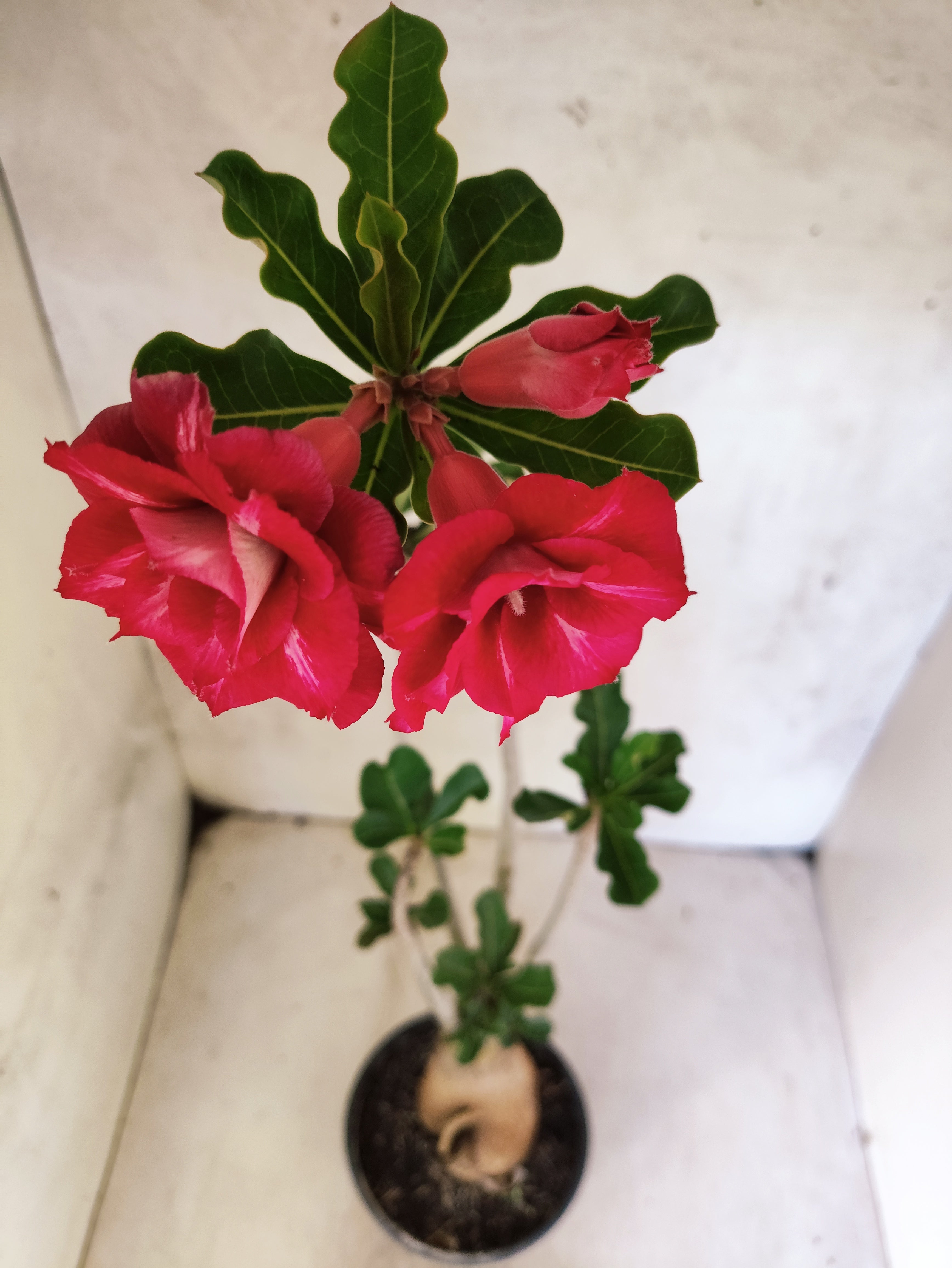 Planta Dobrada 3866 – 35cm – 03 anos