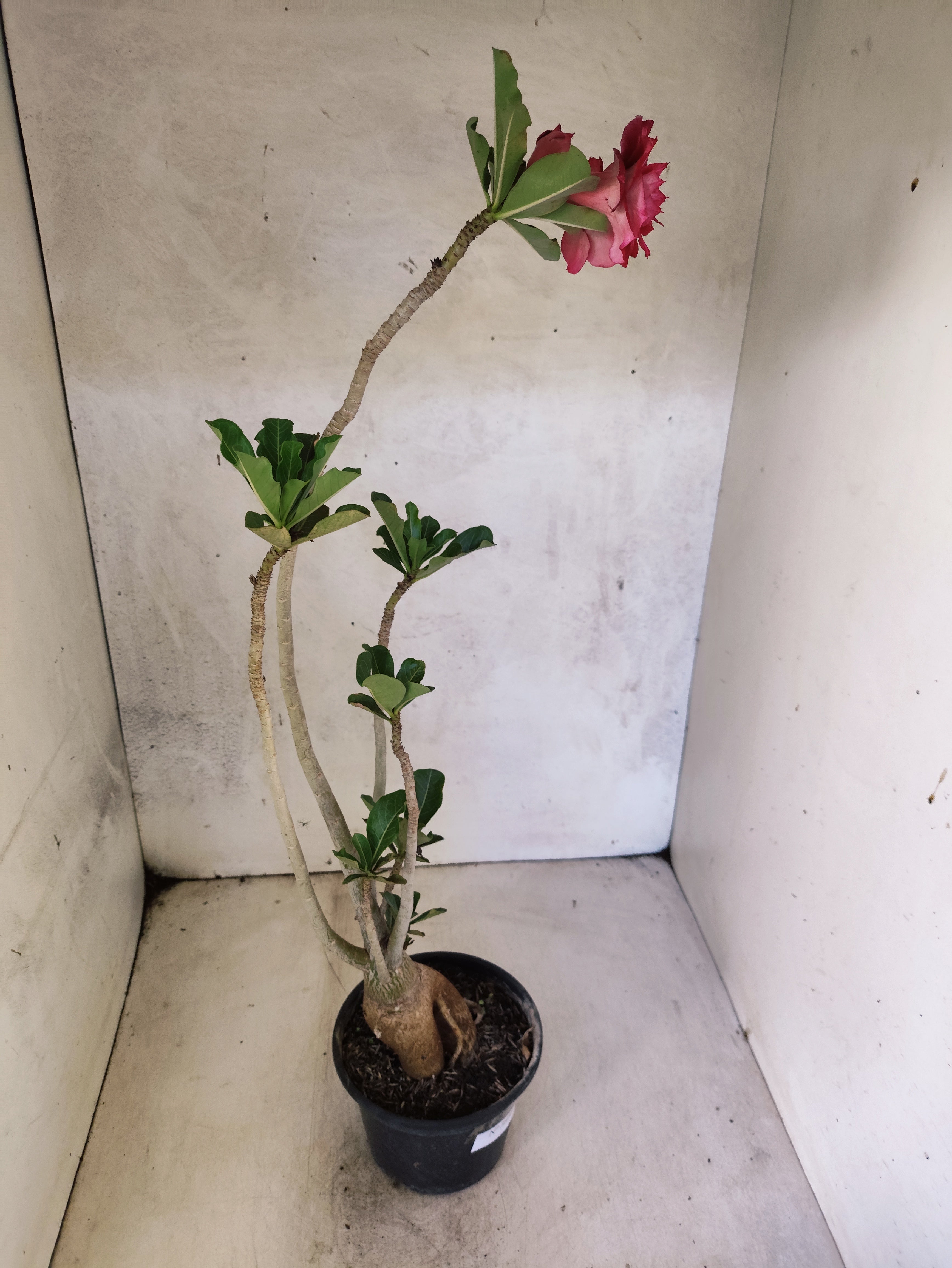 Planta Dobrada 3866 – 35cm – 03 anos