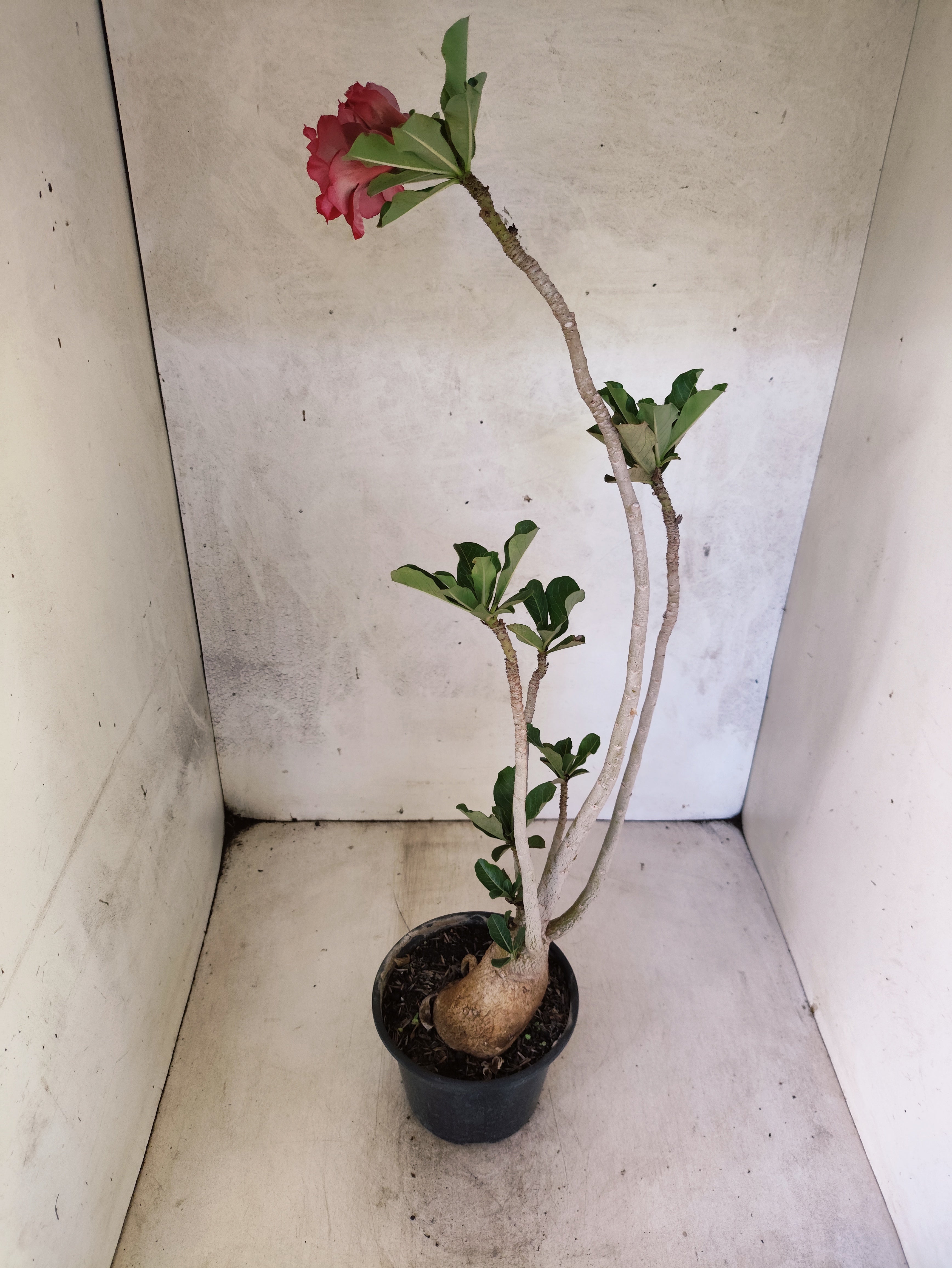 Planta Dobrada 3866 – 35cm – 03 anos