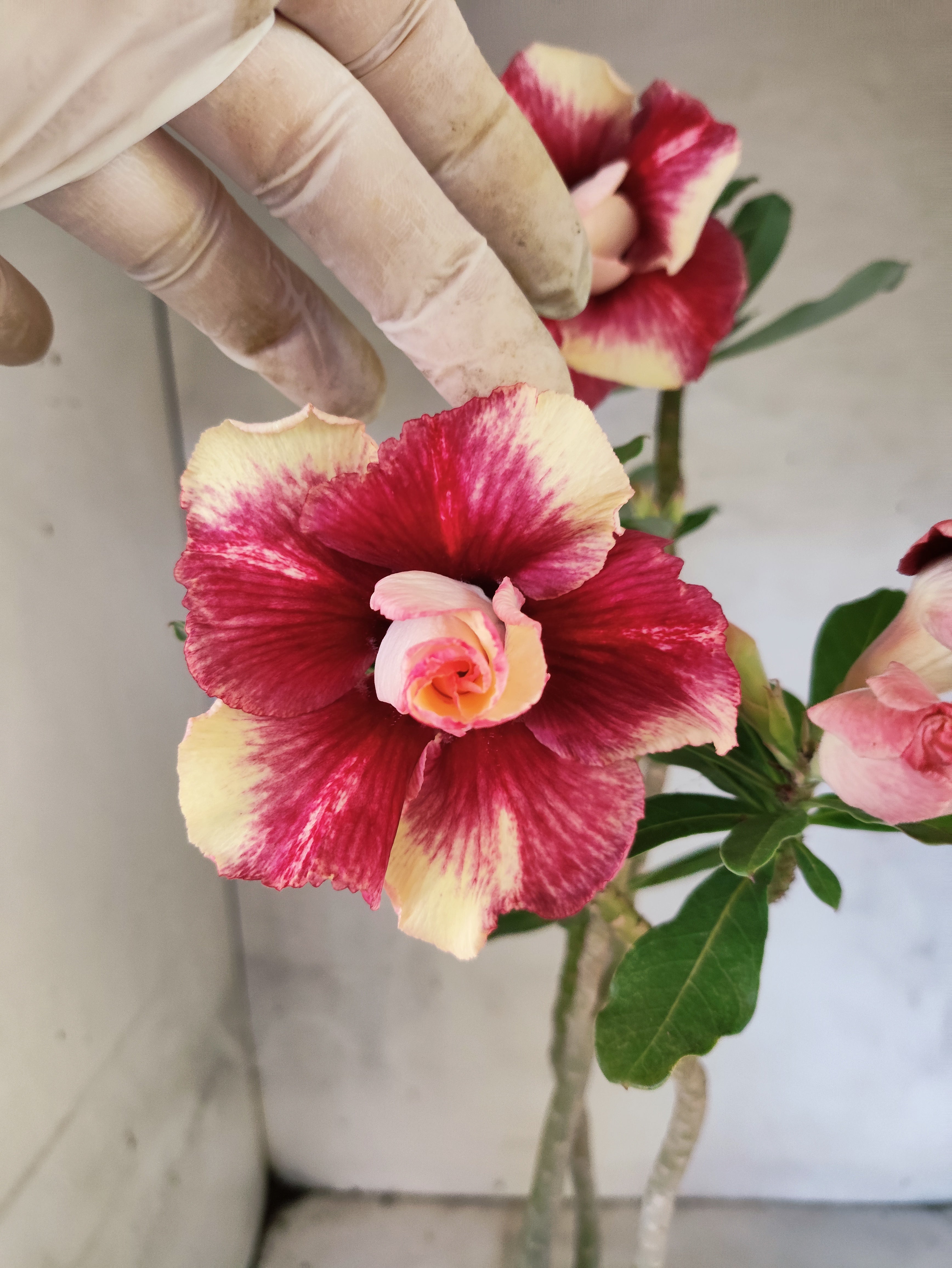 Planta Dobrada 3867 – 35cm – 03 anos