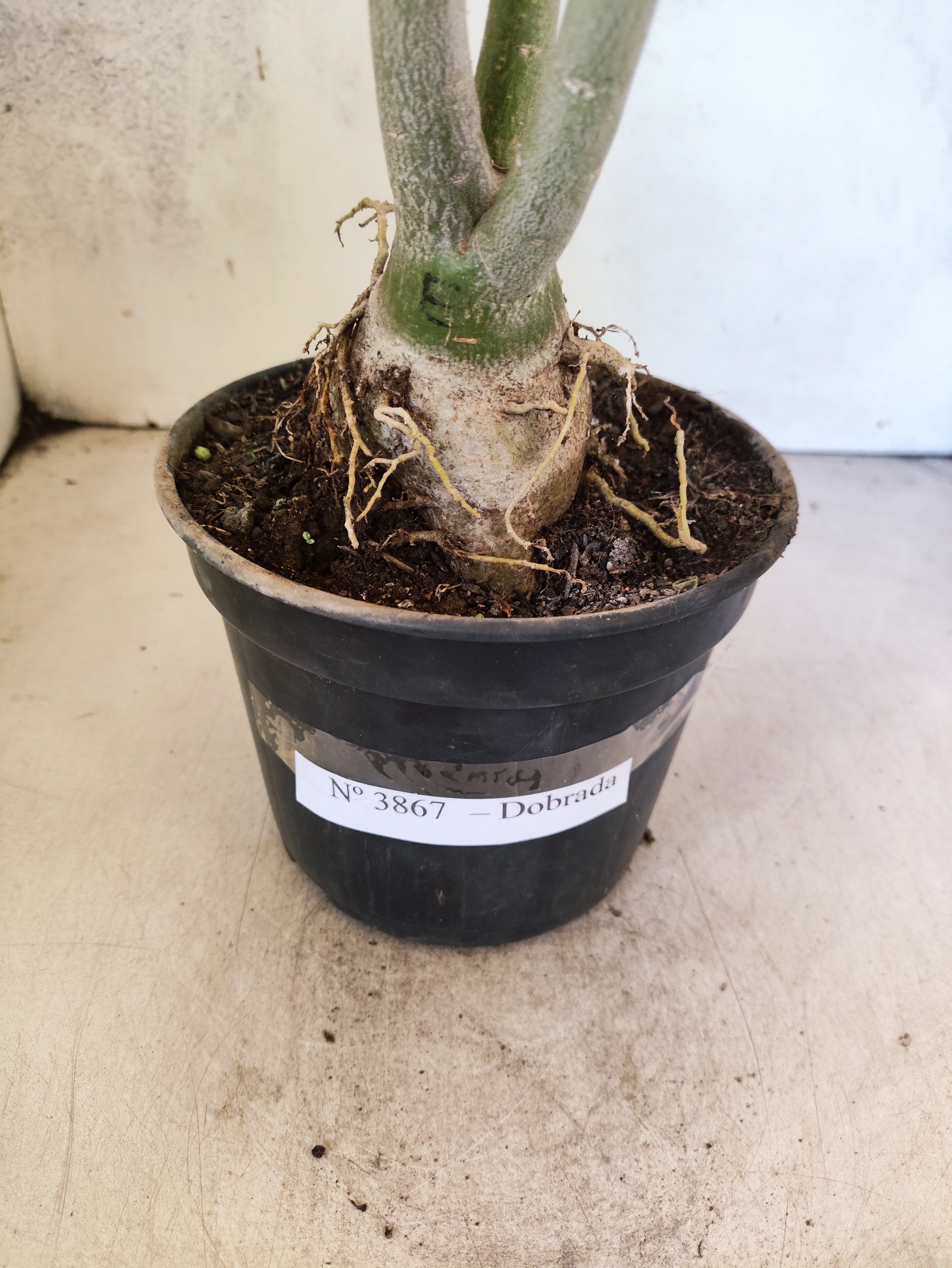 Planta Dobrada 3867 – 35cm – 03 anos