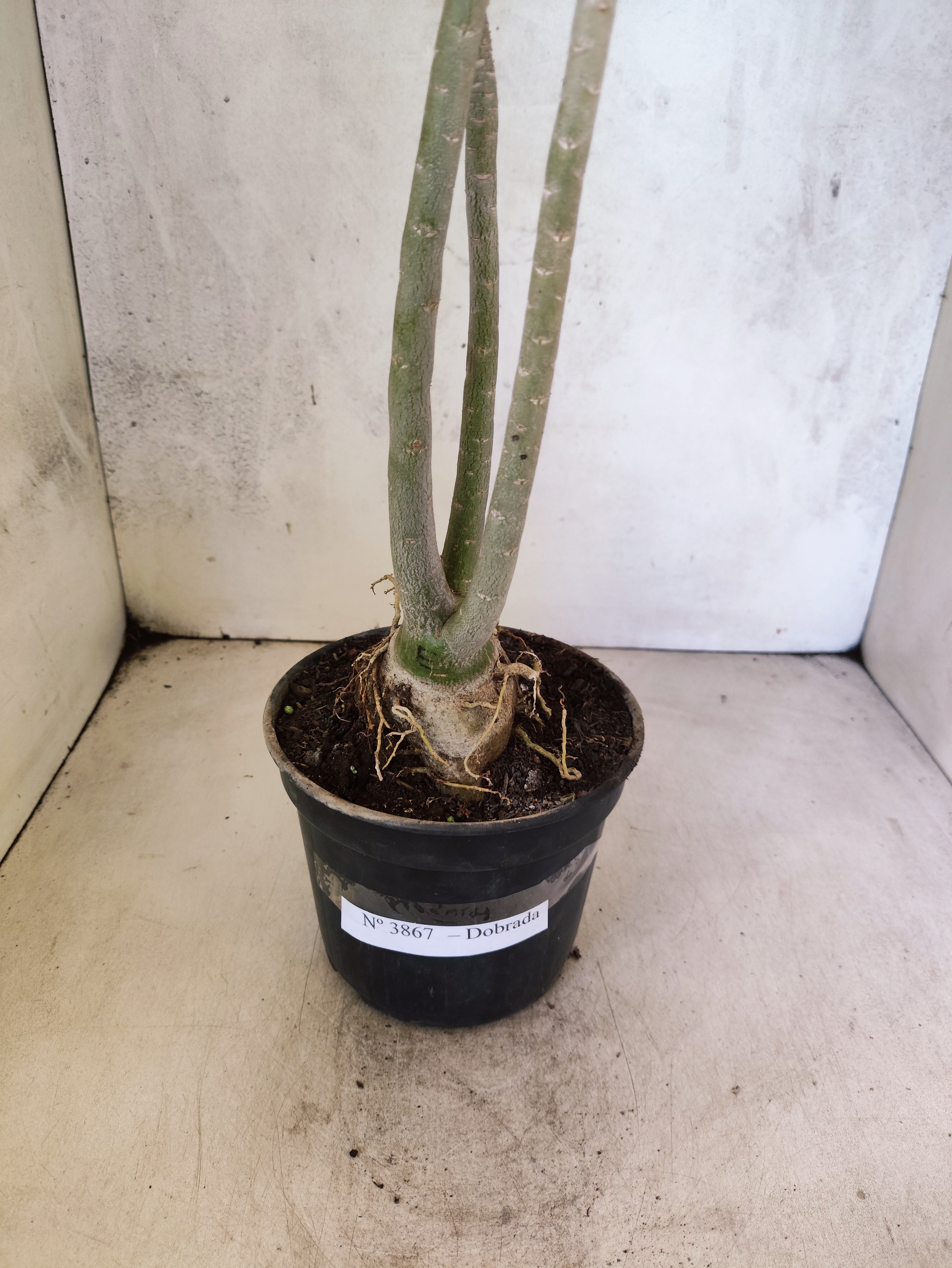 Planta Dobrada 3867 – 35cm – 03 anos