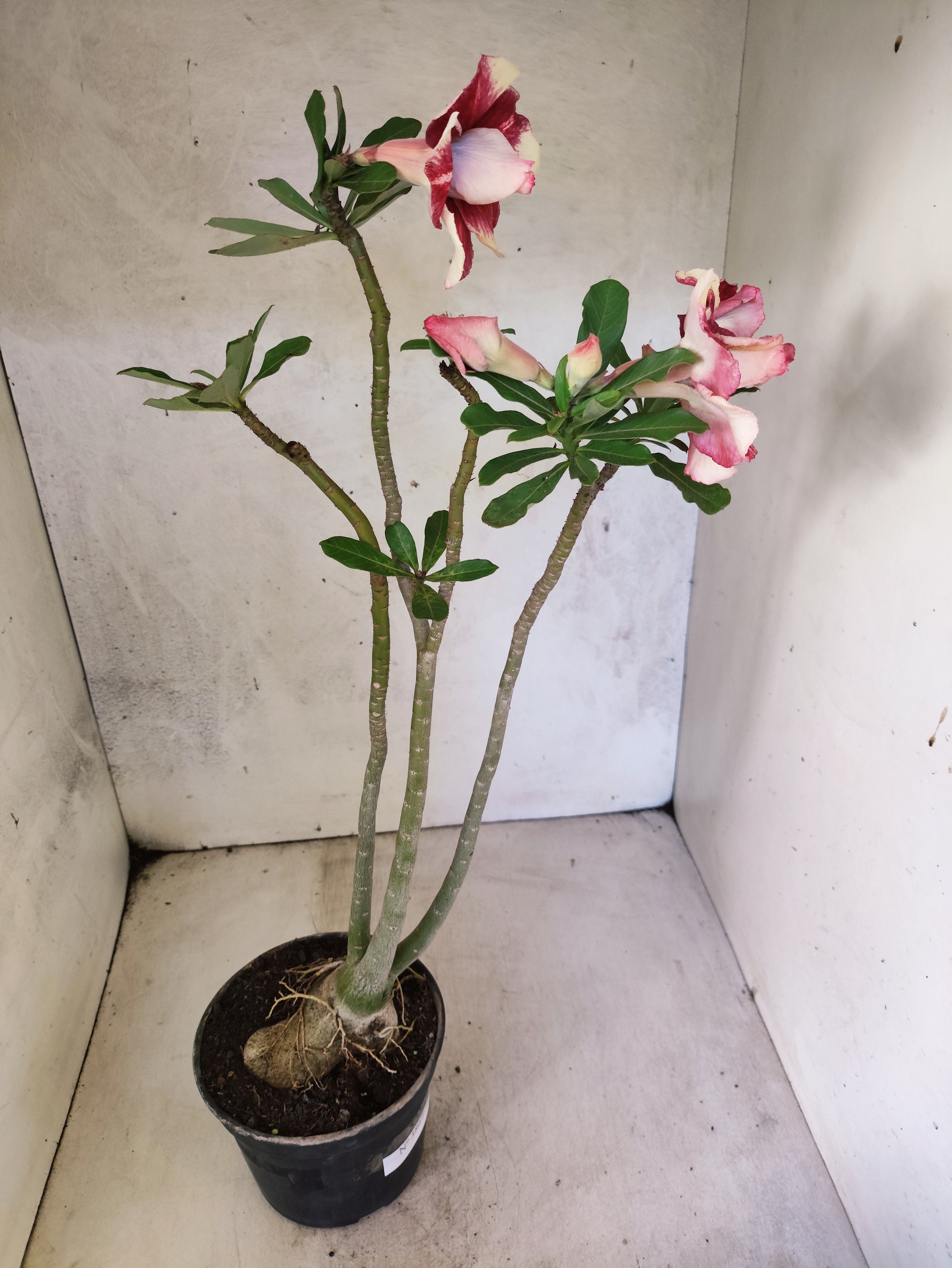 Planta Dobrada 3867 – 35cm – 03 anos
