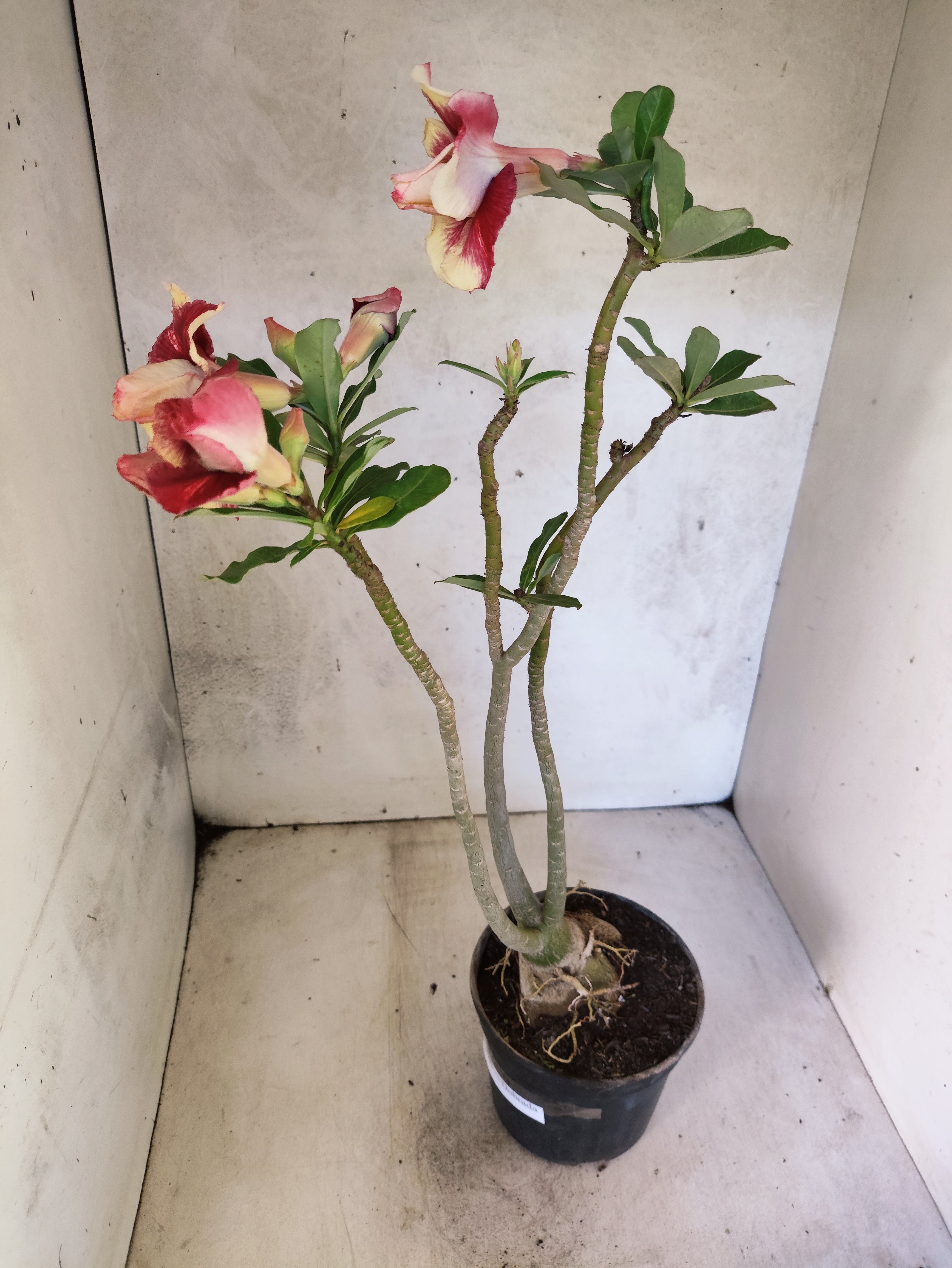 Planta Dobrada 3867 – 35cm – 03 anos