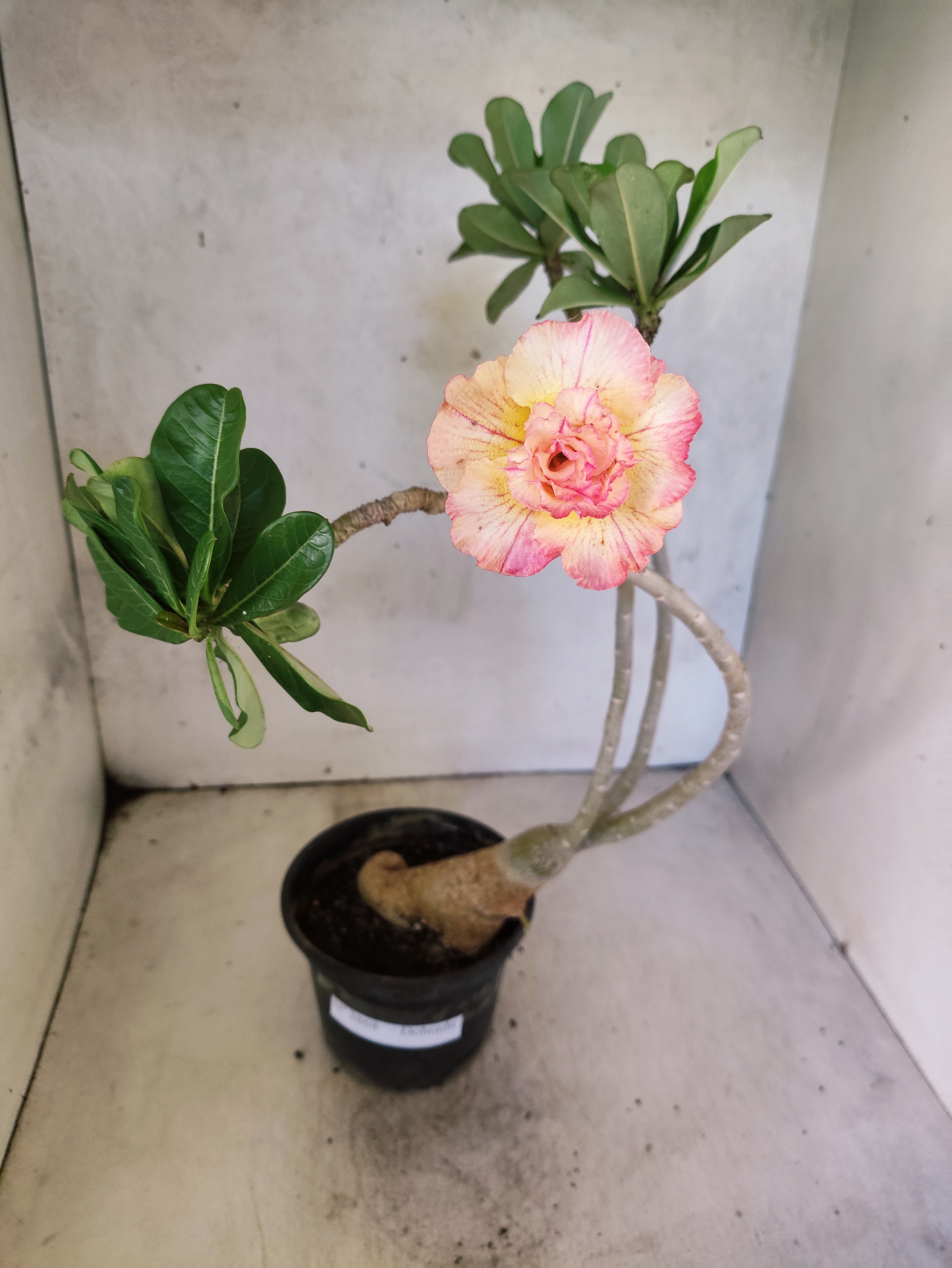 Planta Dobrada 3868 – 30cm – 02 anos