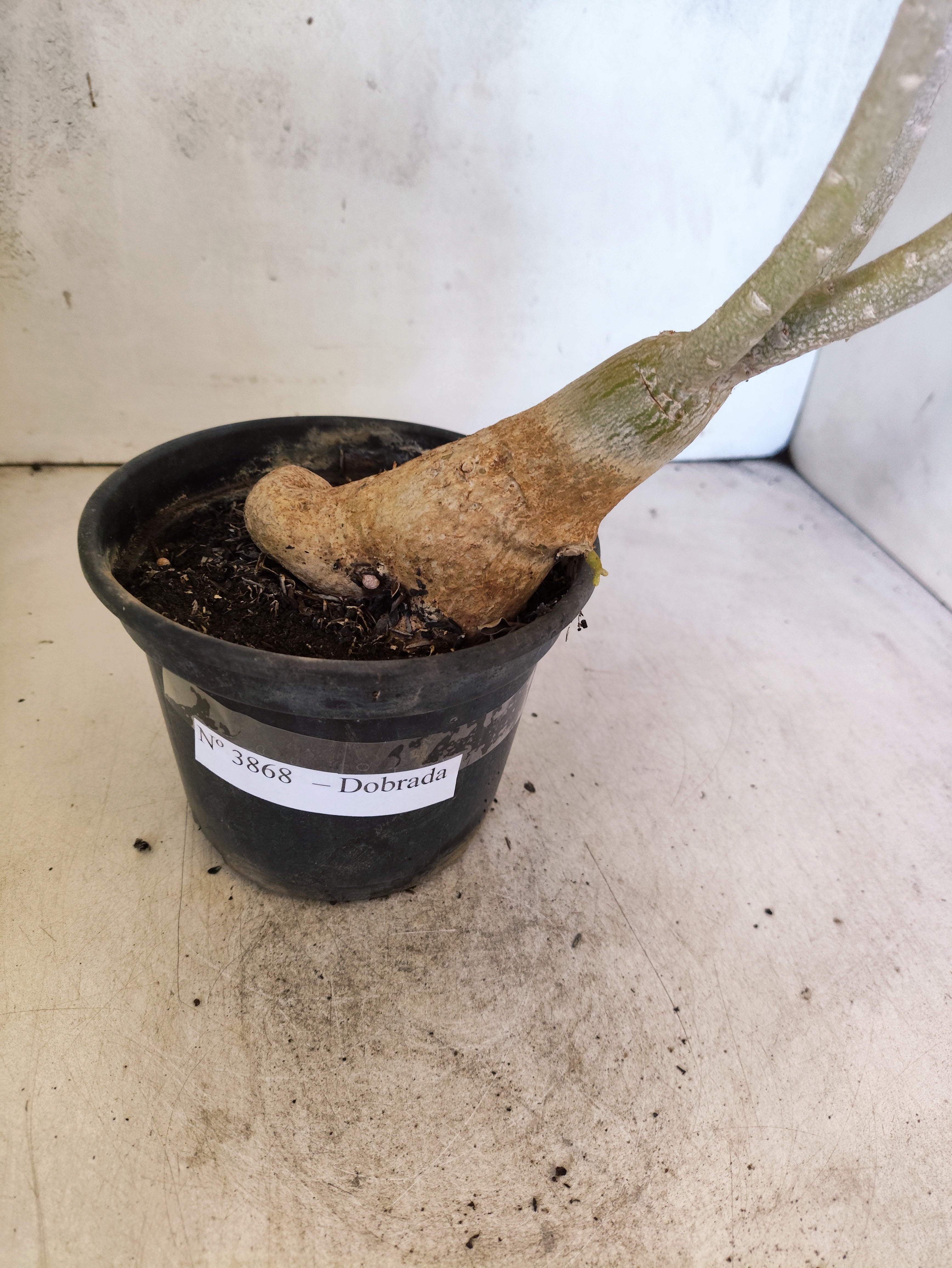 Planta Dobrada 3868 – 30cm – 02 anos