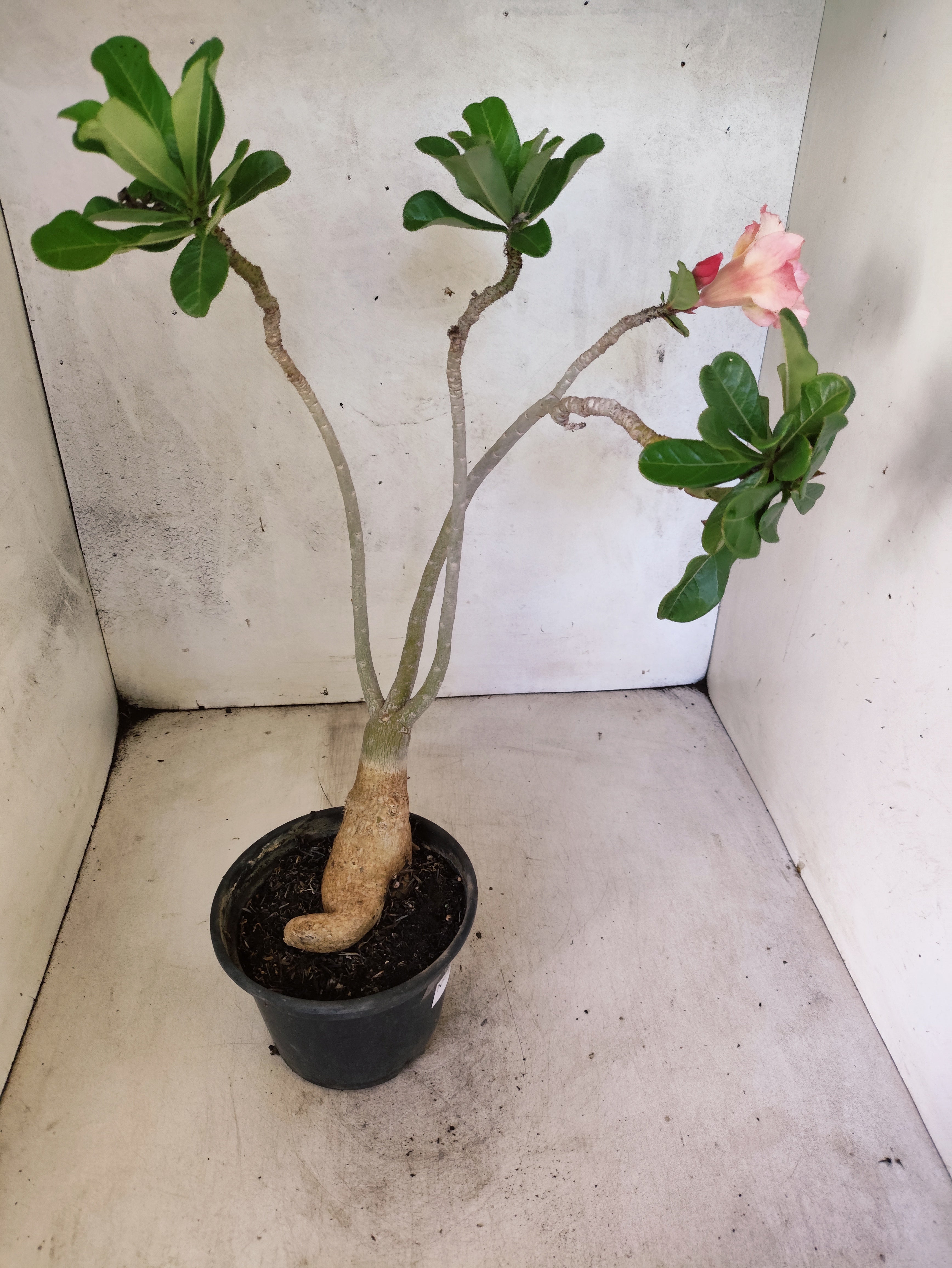 Planta Dobrada 3868 – 30cm – 02 anos