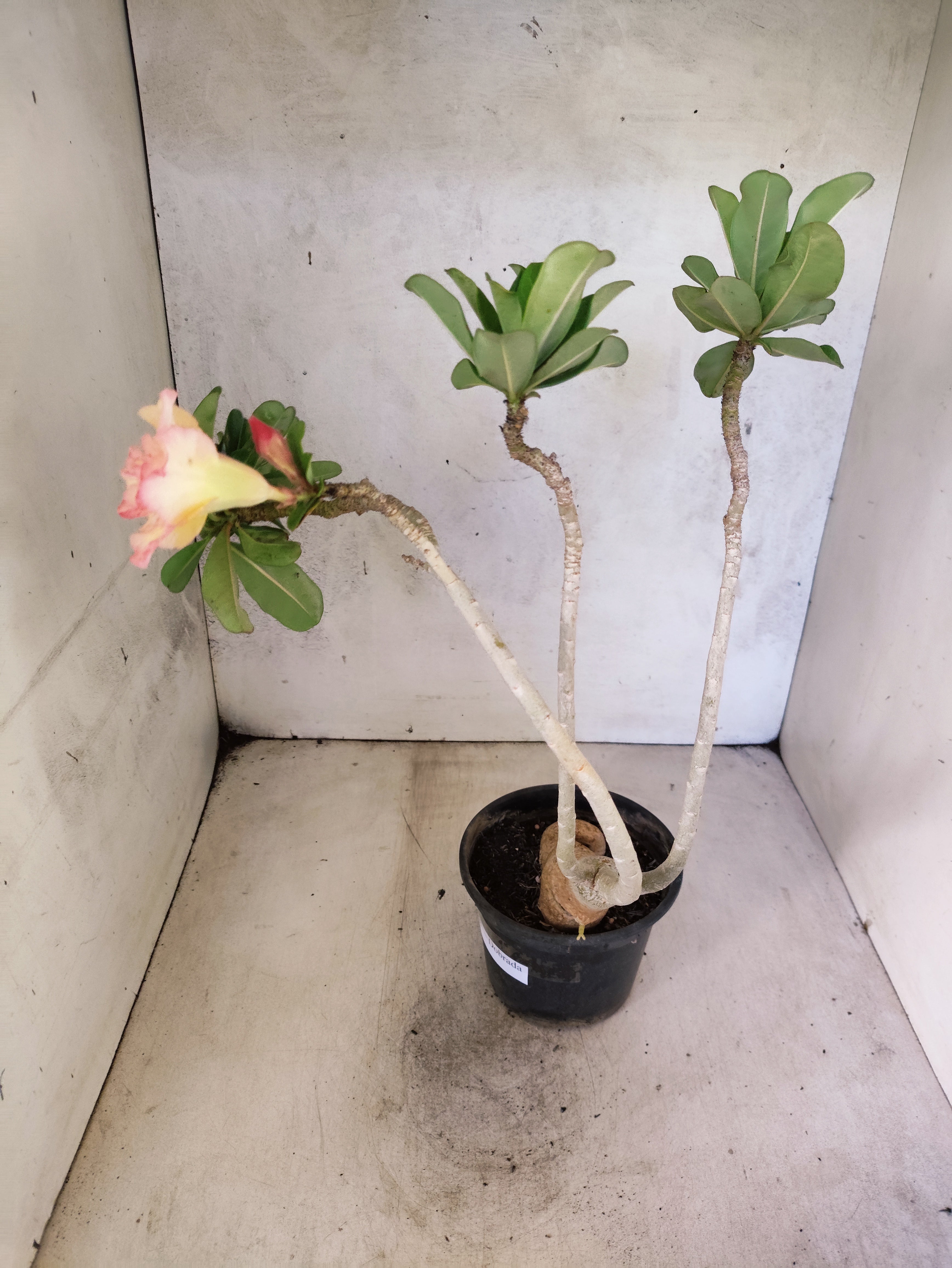 Planta Dobrada 3868 – 30cm – 02 anos