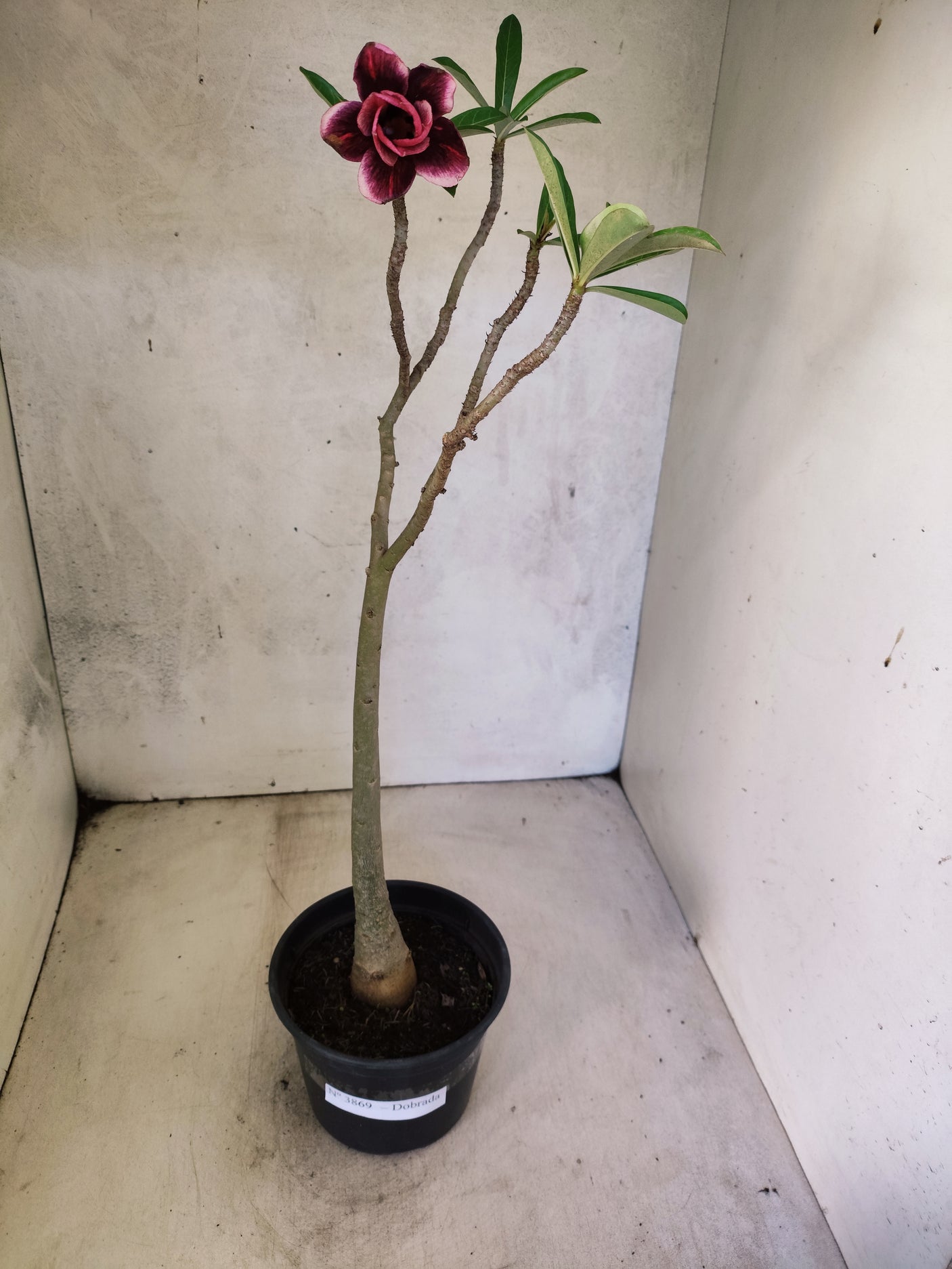 Planta Dobrada 3869 – 30cm – 02 anos