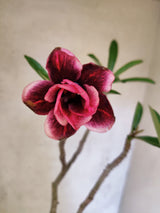 Planta Dobrada 3869 – 30cm – 02 anos