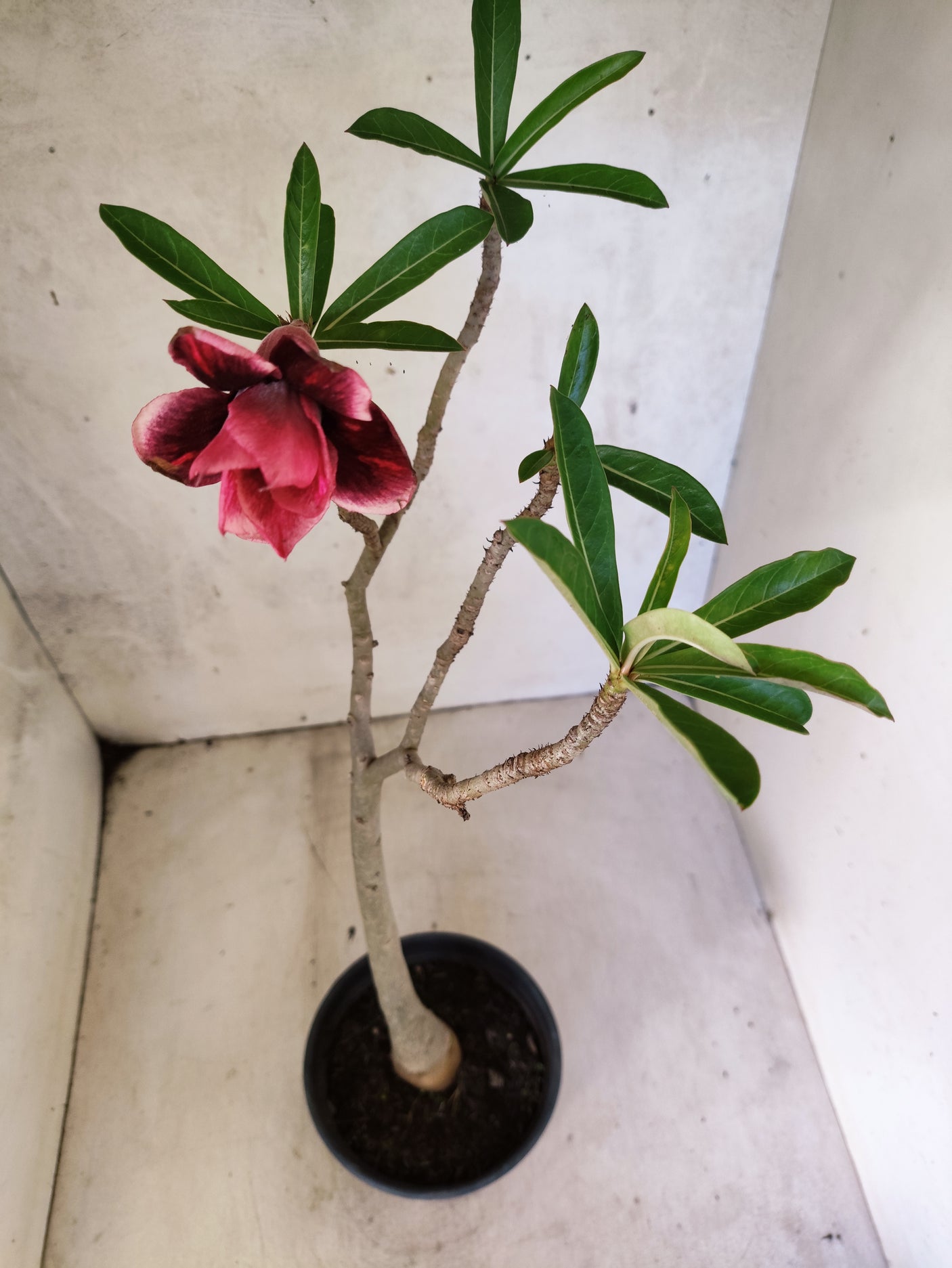 Planta Dobrada 3869 – 30cm – 02 anos