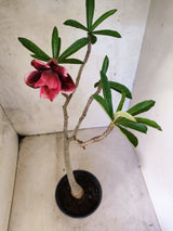Planta Dobrada 3869 – 30cm – 02 anos
