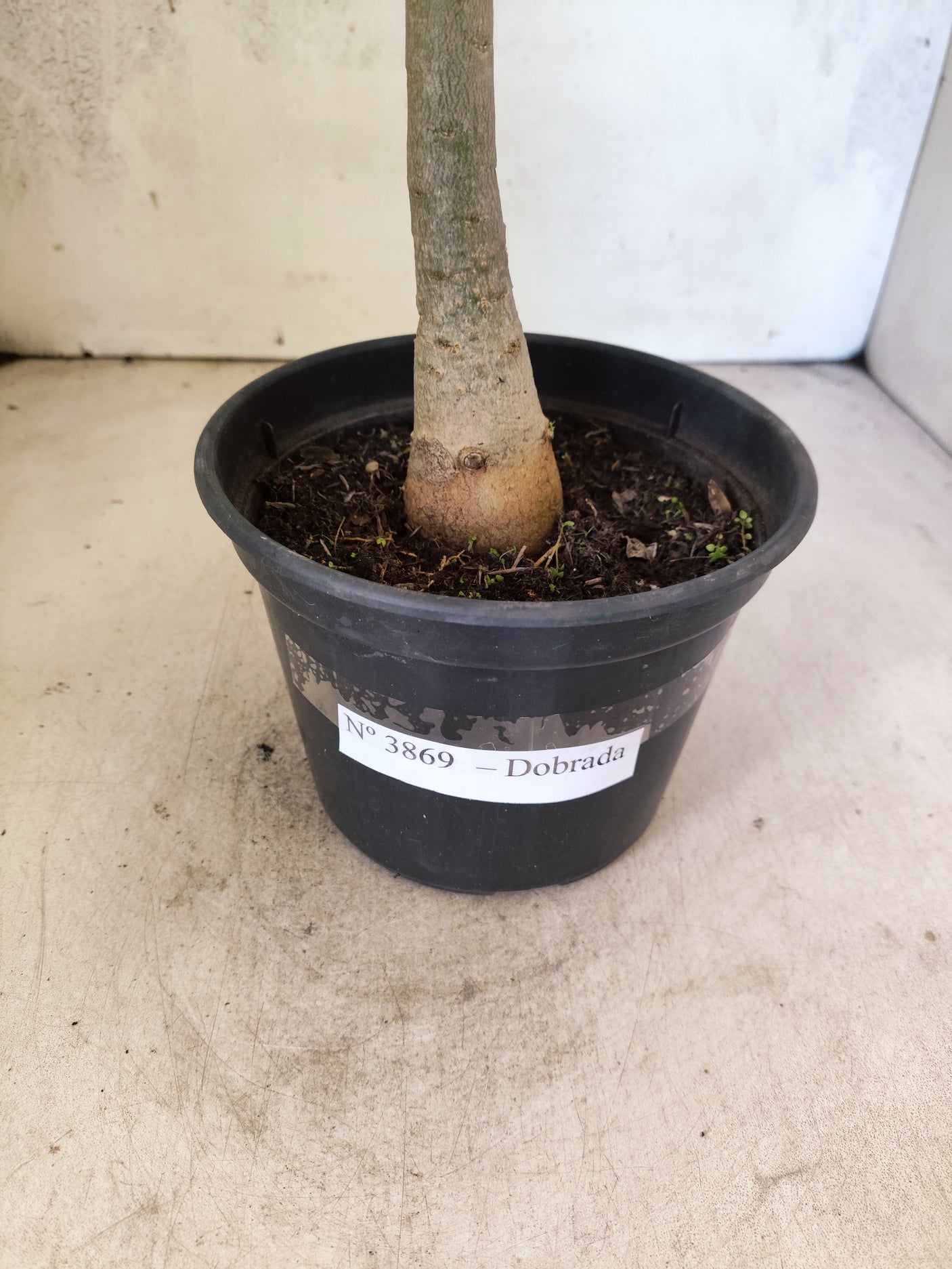 Planta Dobrada 3869 – 30cm – 02 anos