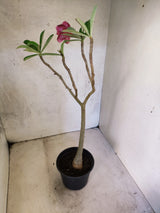 Planta Dobrada 3869 – 30cm – 02 anos