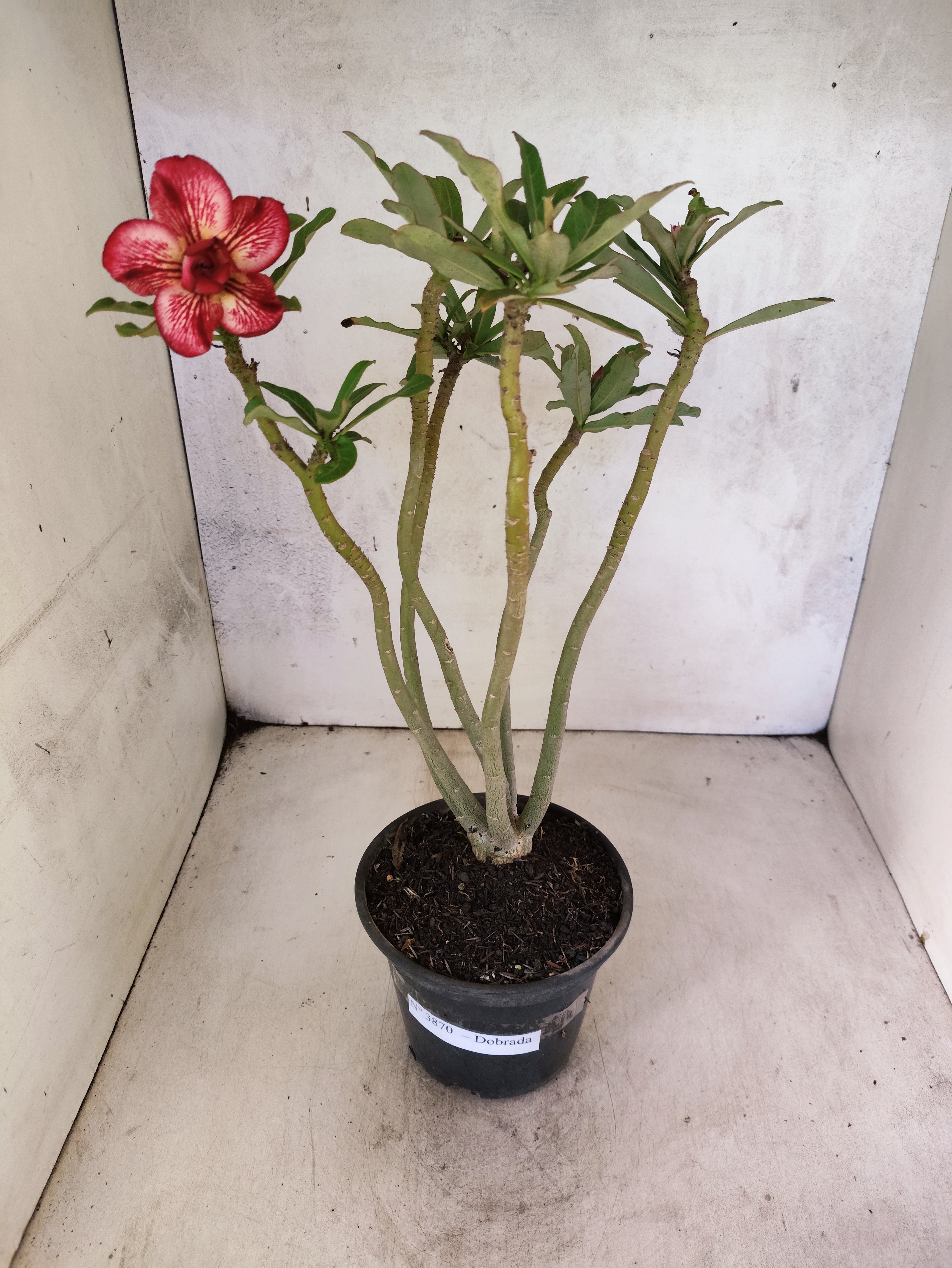 Planta Dobrada 3870 – 35cm – 03 anos